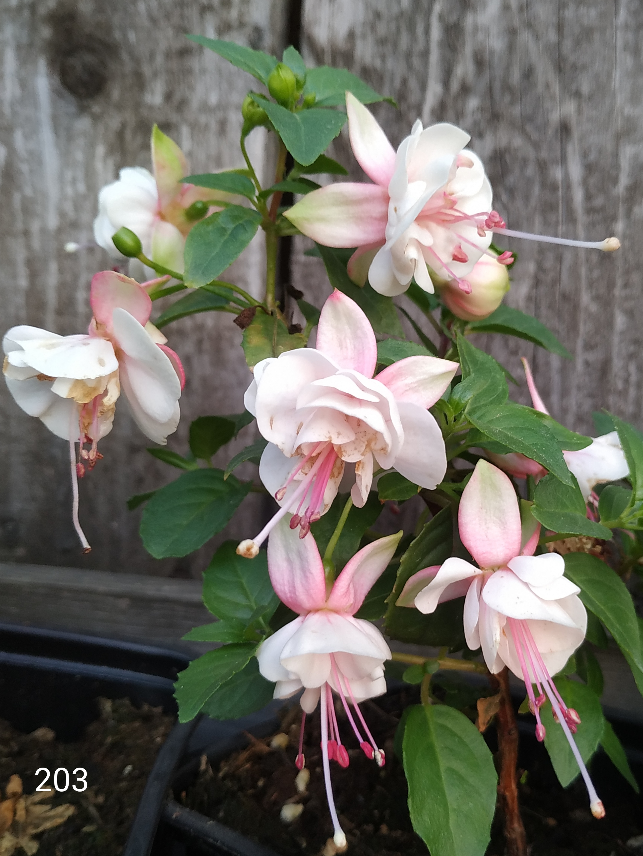 Leonita Double Pink-White