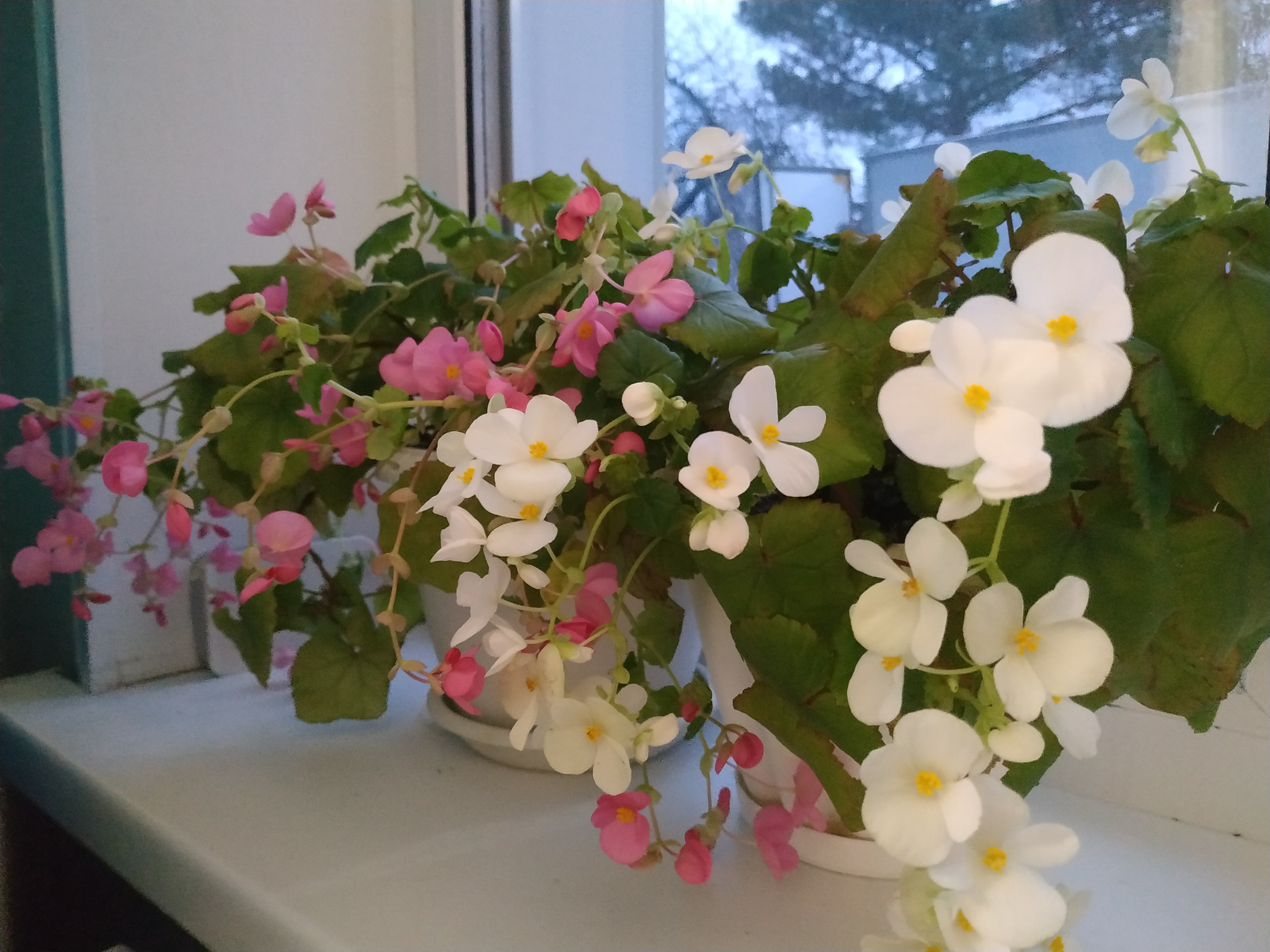 Gloire de Lorraine white