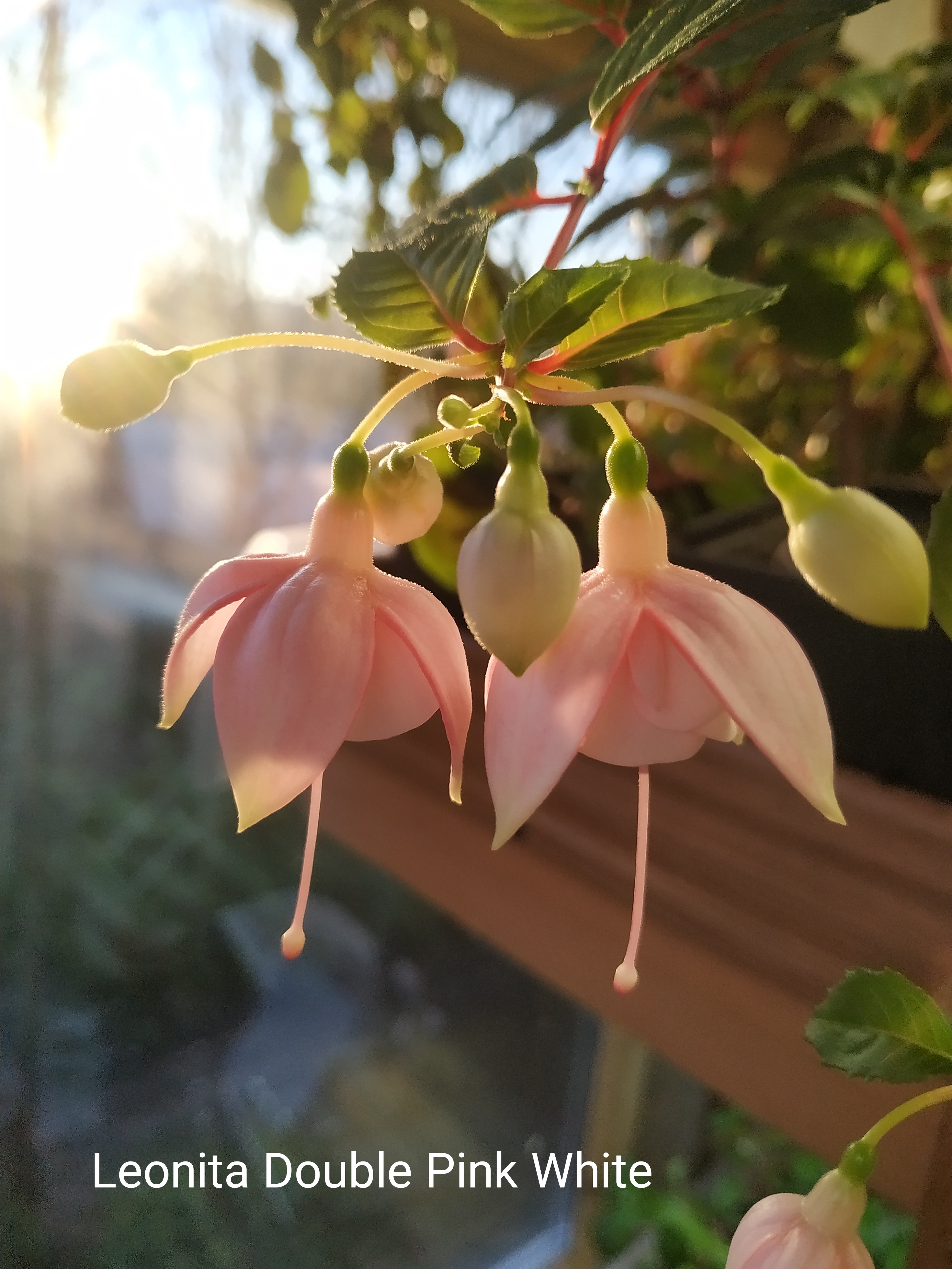 Leonita Double Pink-White (211)