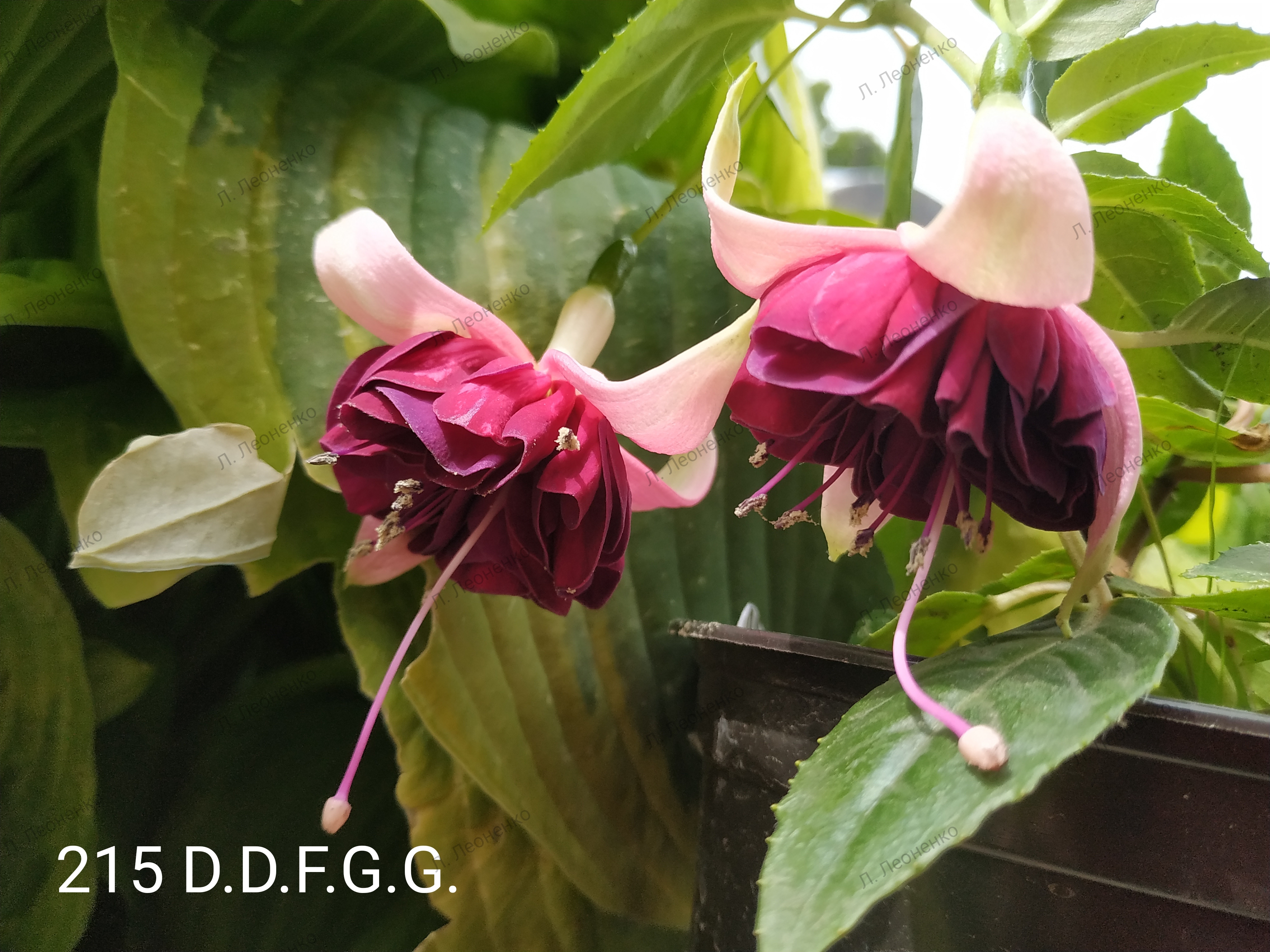 D.D.F.G.G.  (215)
