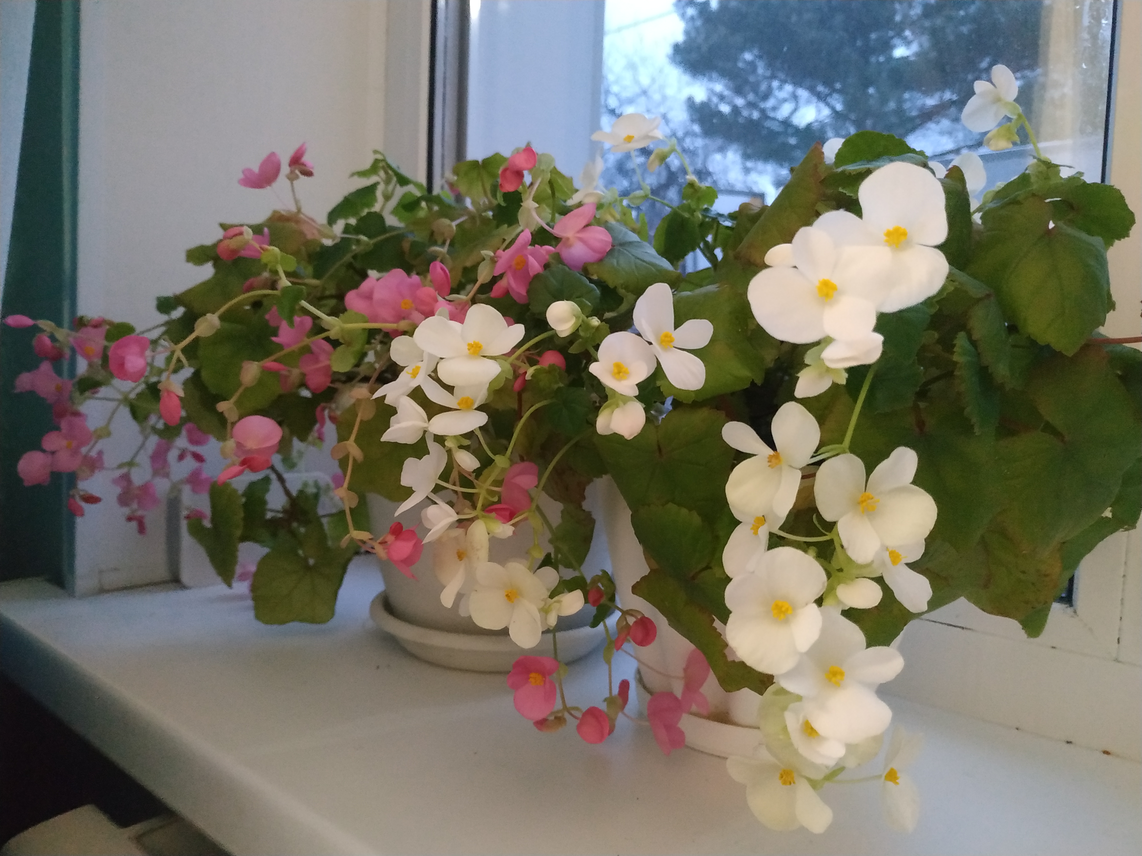 Gloire de Lorraine rosie