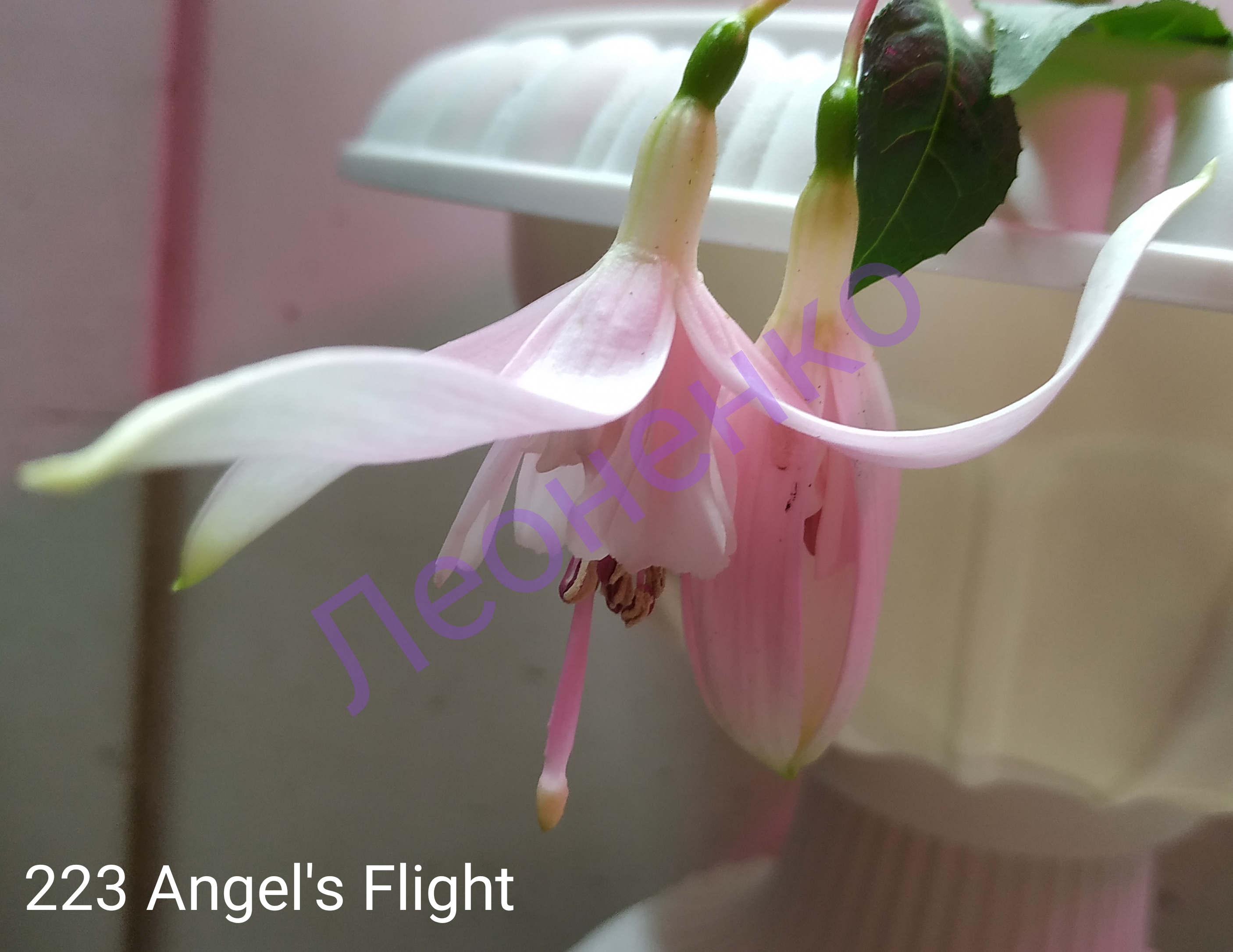 Angel's Flight (223)