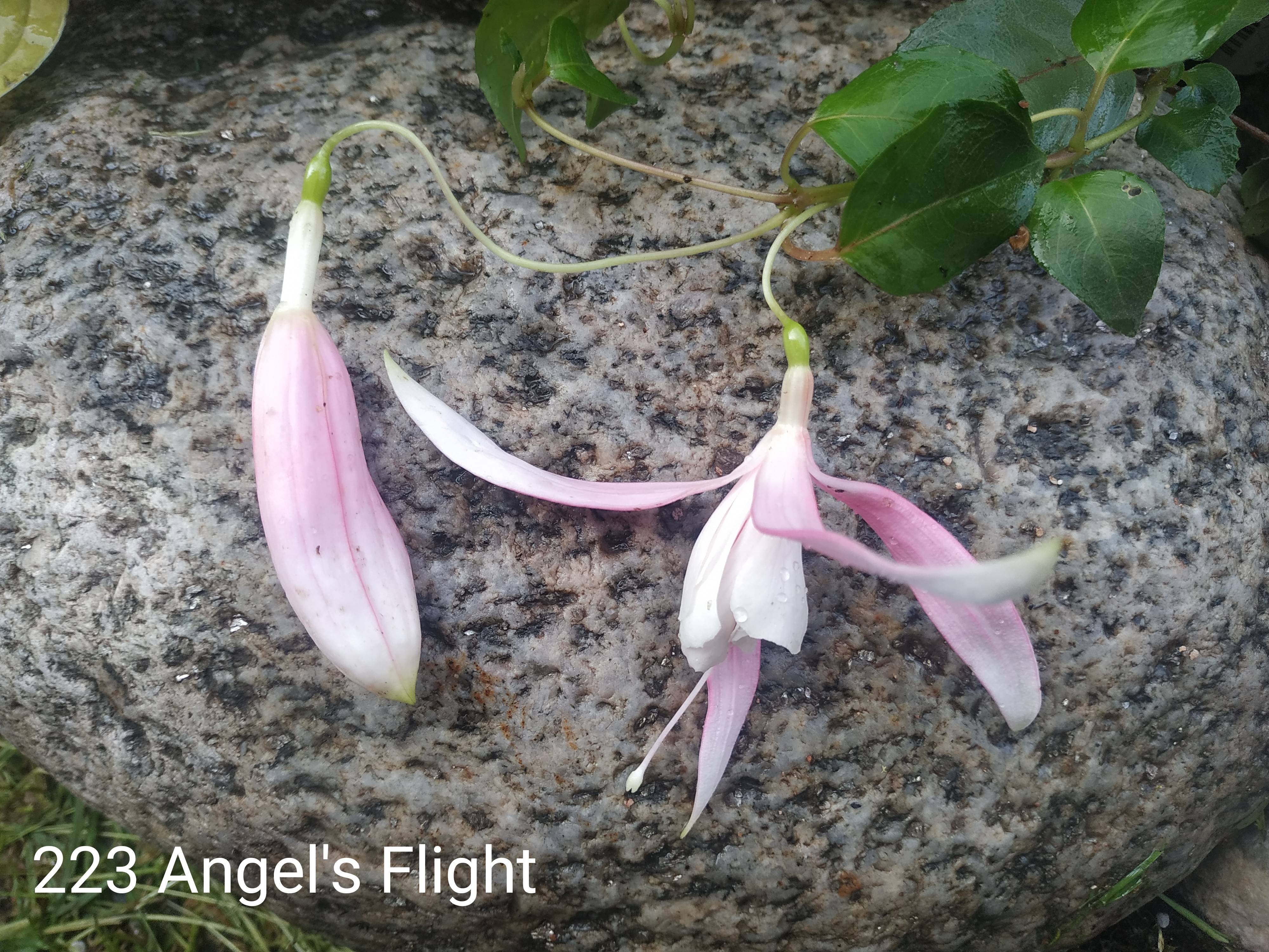 Angel's Flight (223)