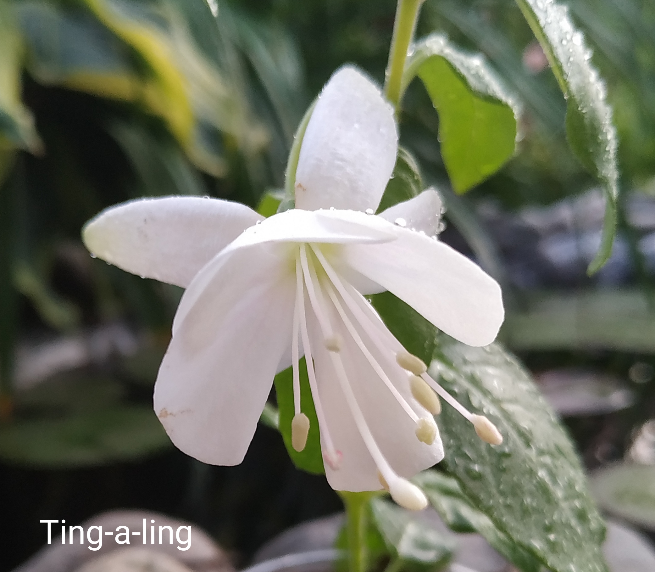 Ting-A-Ling  (231)