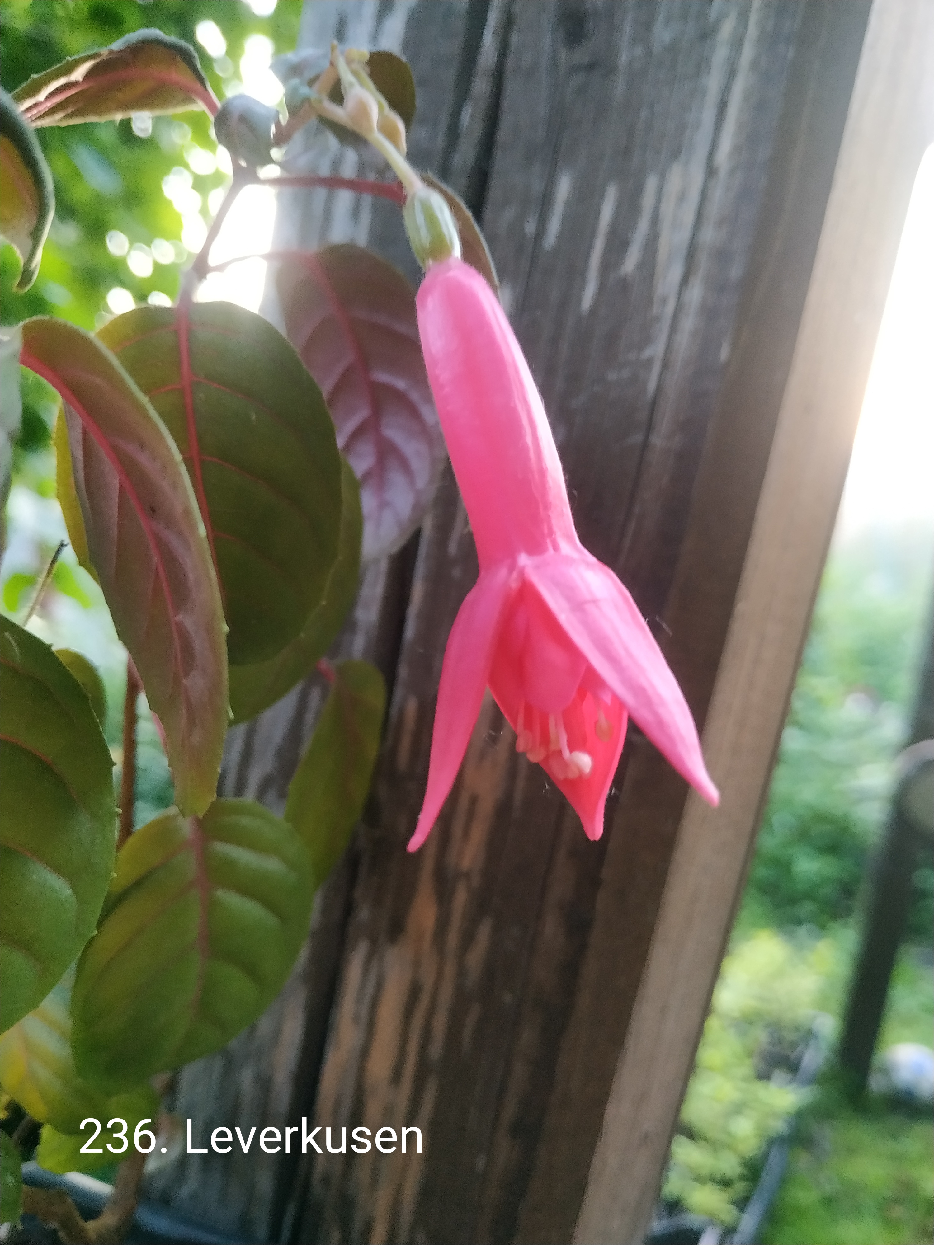 Leverkusen (236)