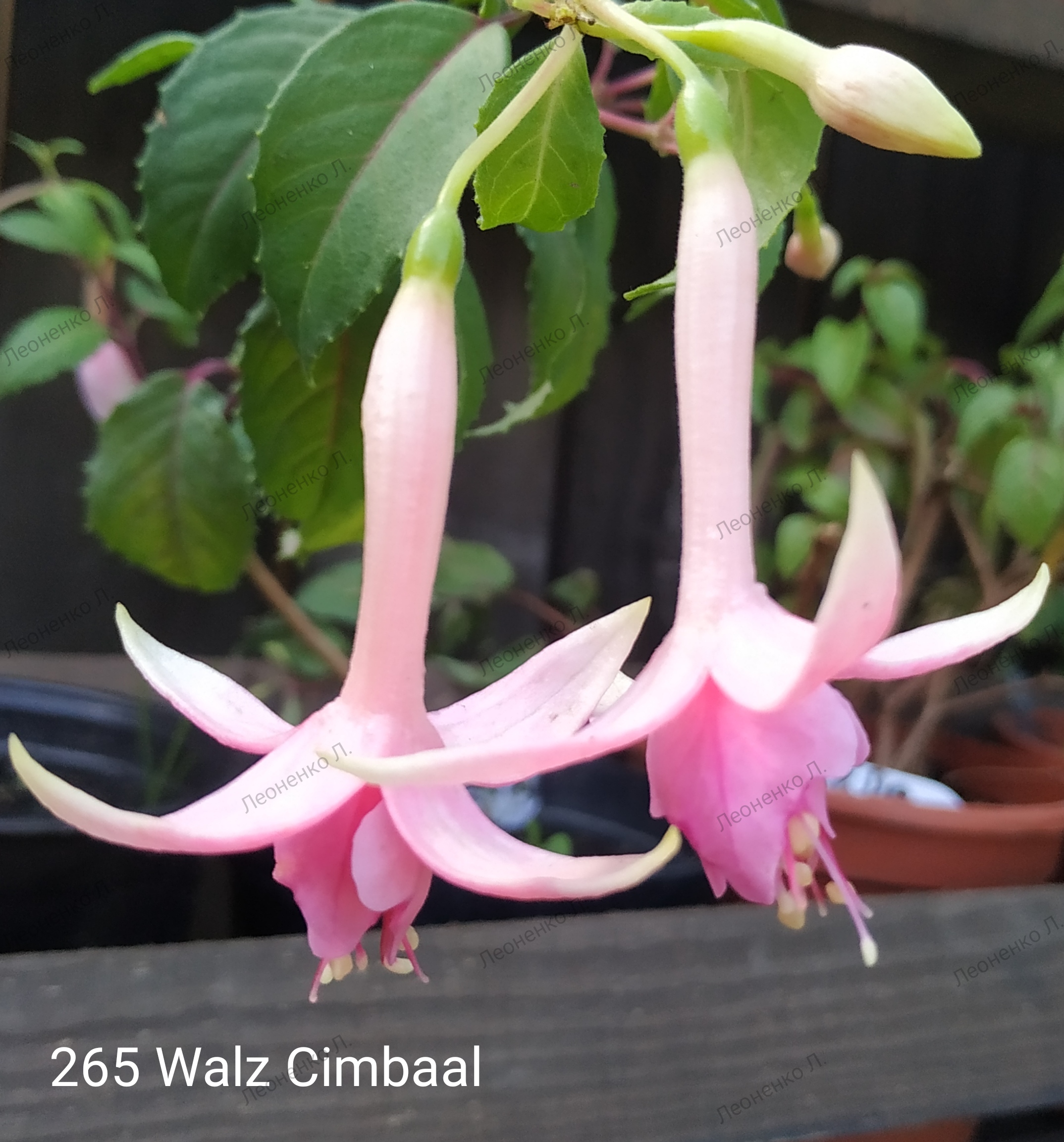 WALZ Cimbaal  (265)