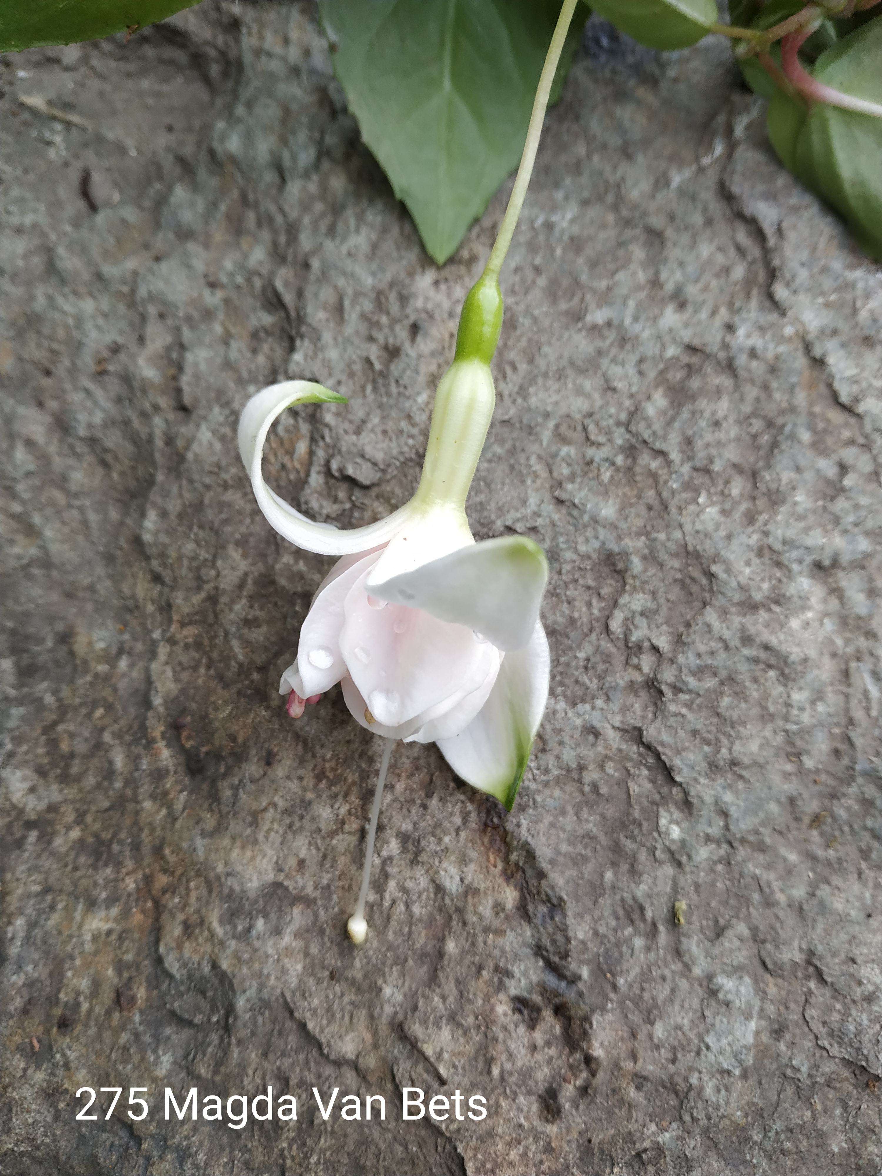 Magda van Bets (275)