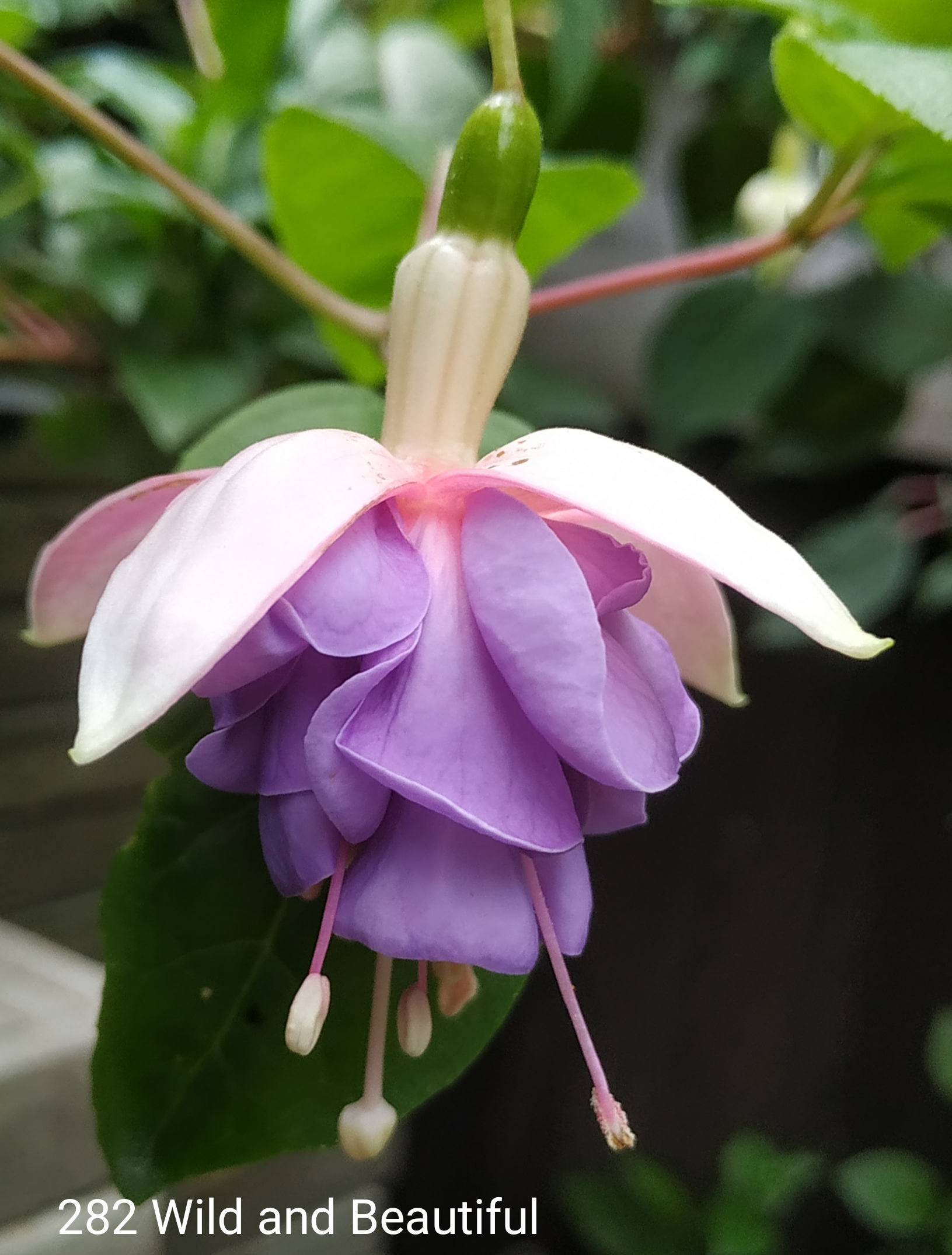 Wild and Beautiful (282)