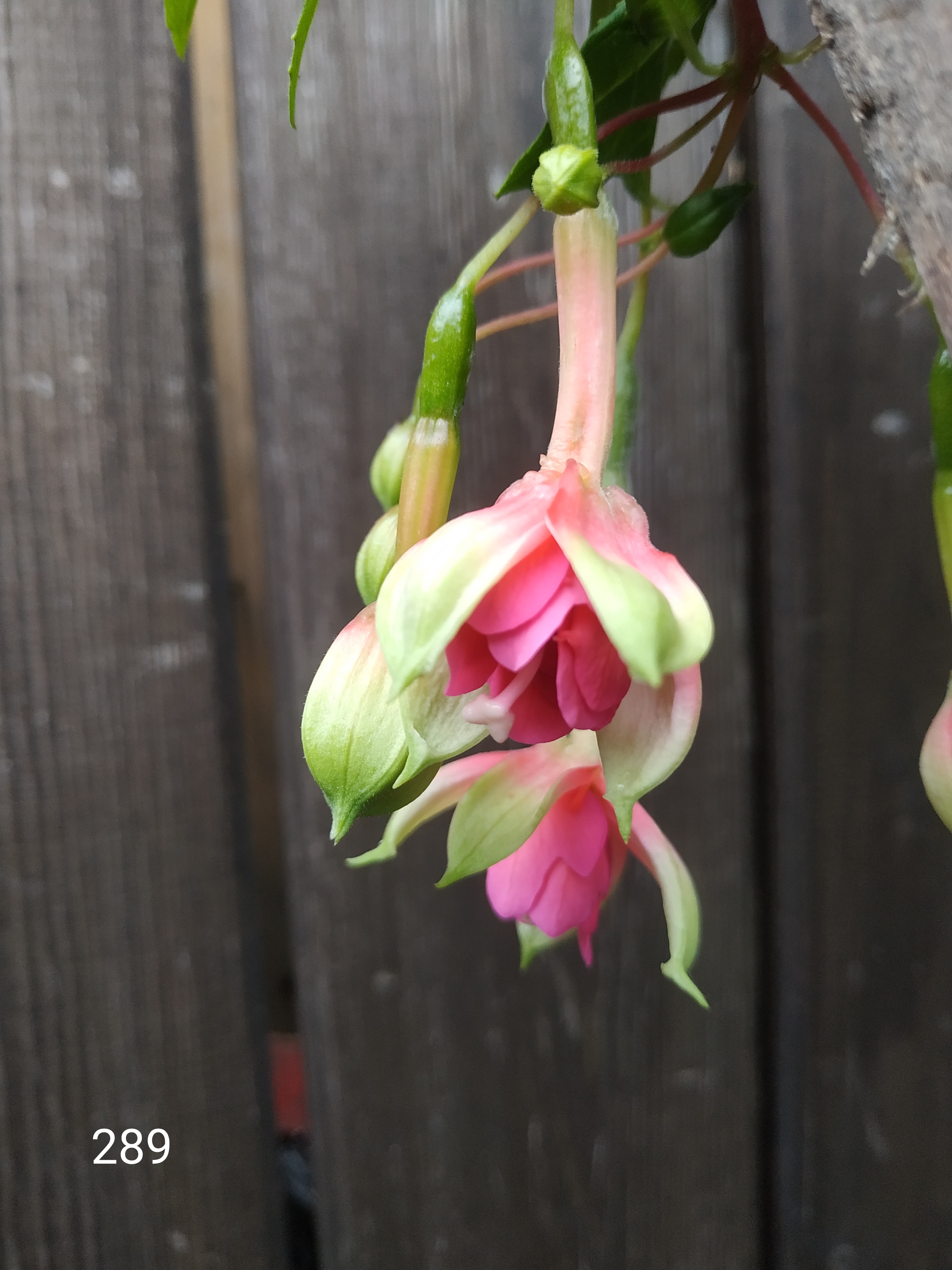 Gerard Walschap (289)