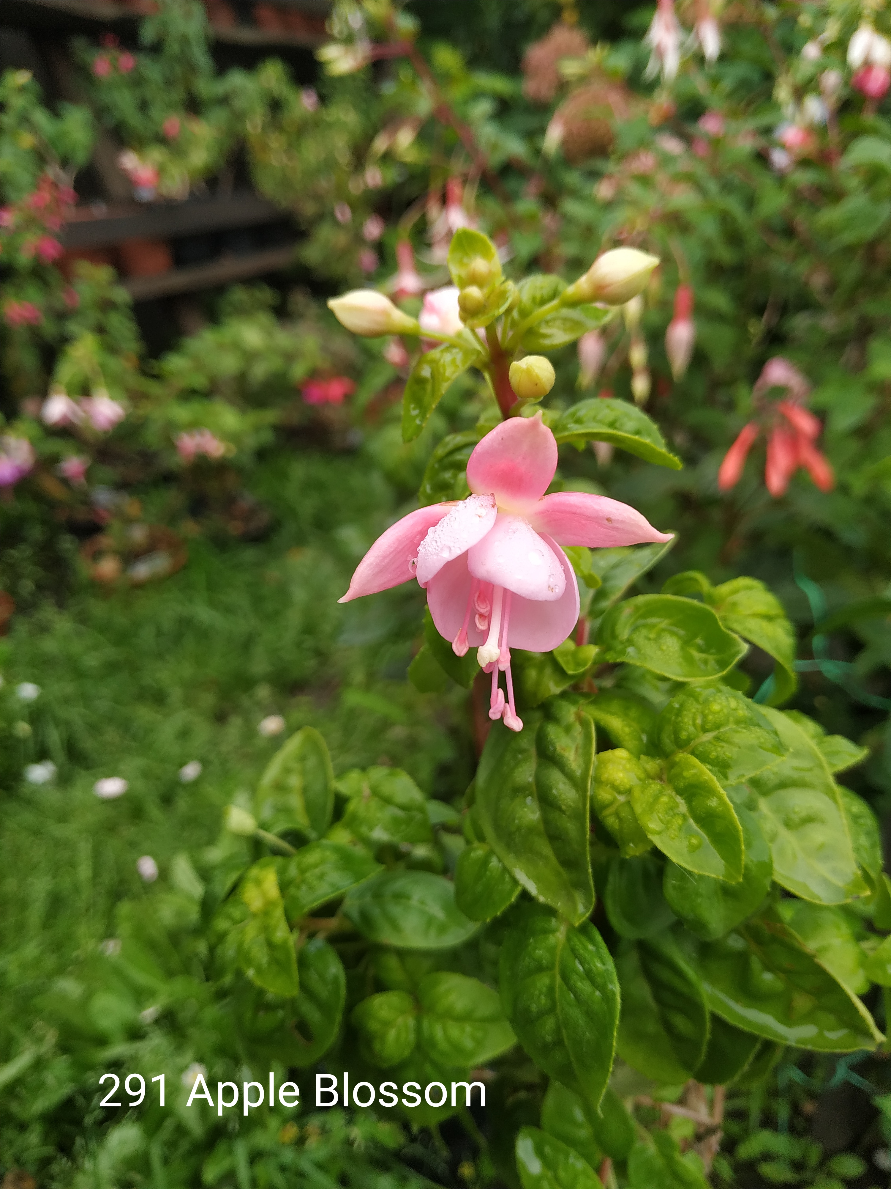 Apple Blossom (291)