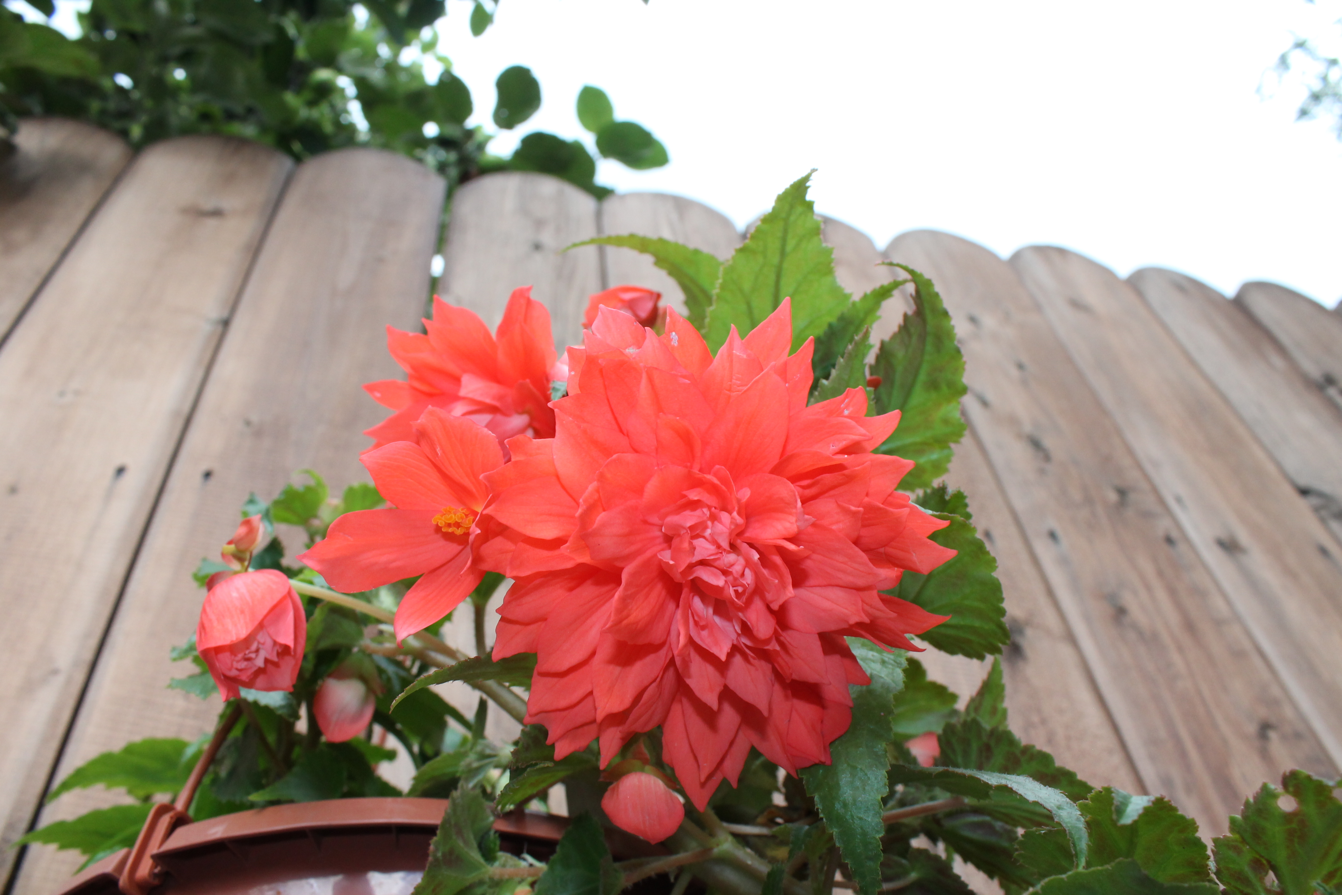 Belleconia Hot Orange