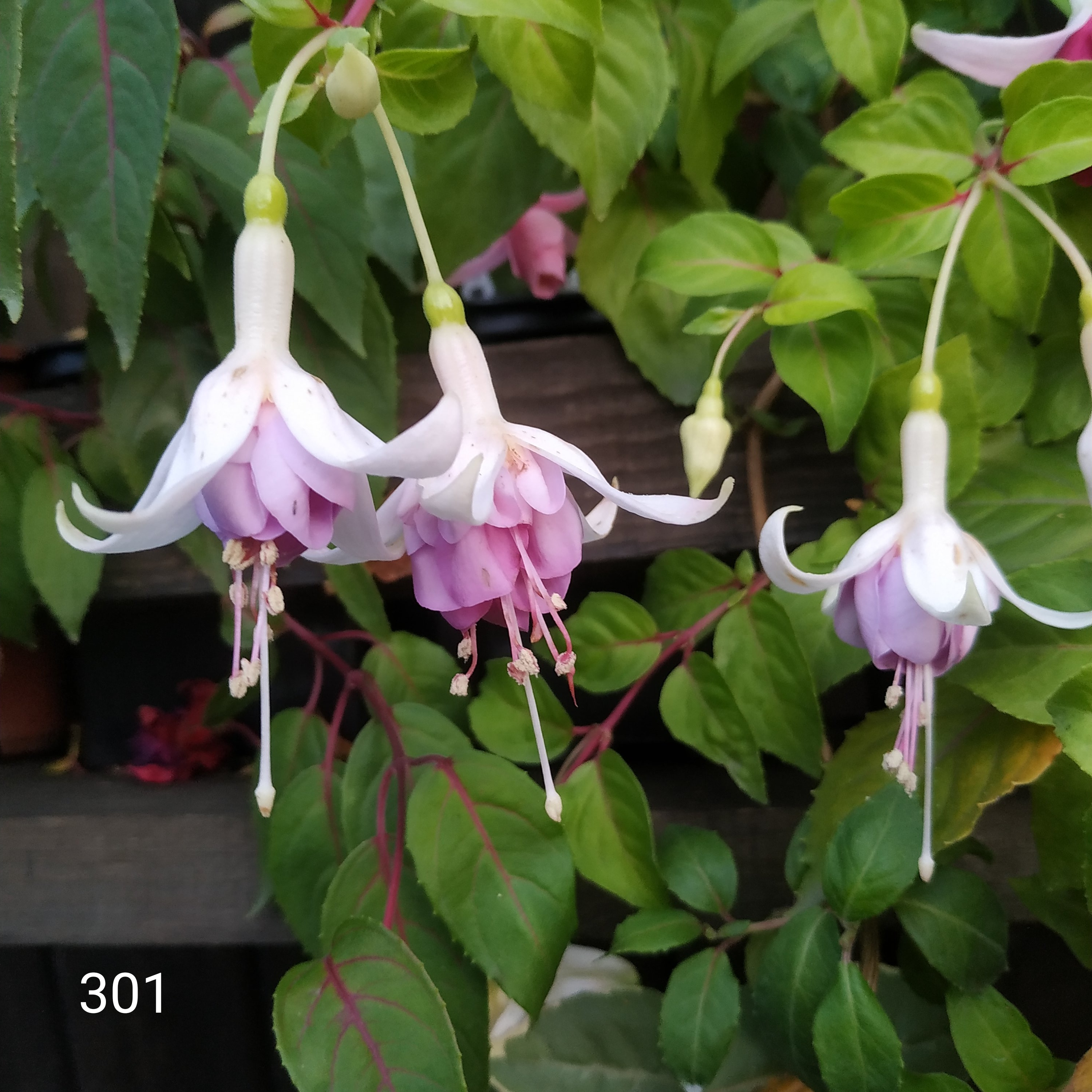 Golden Feli Fey (301)