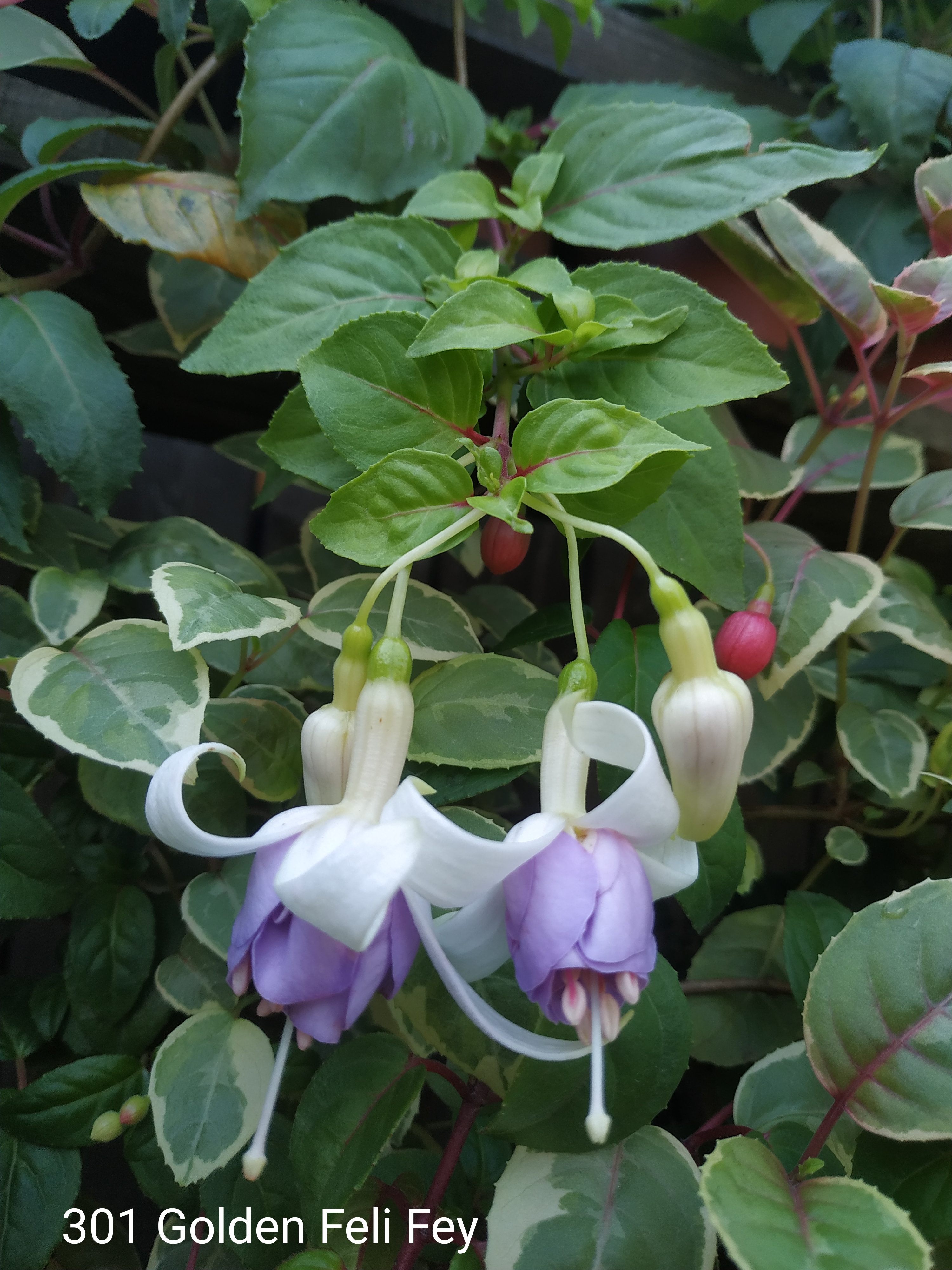 Golden Feli Fey (301)