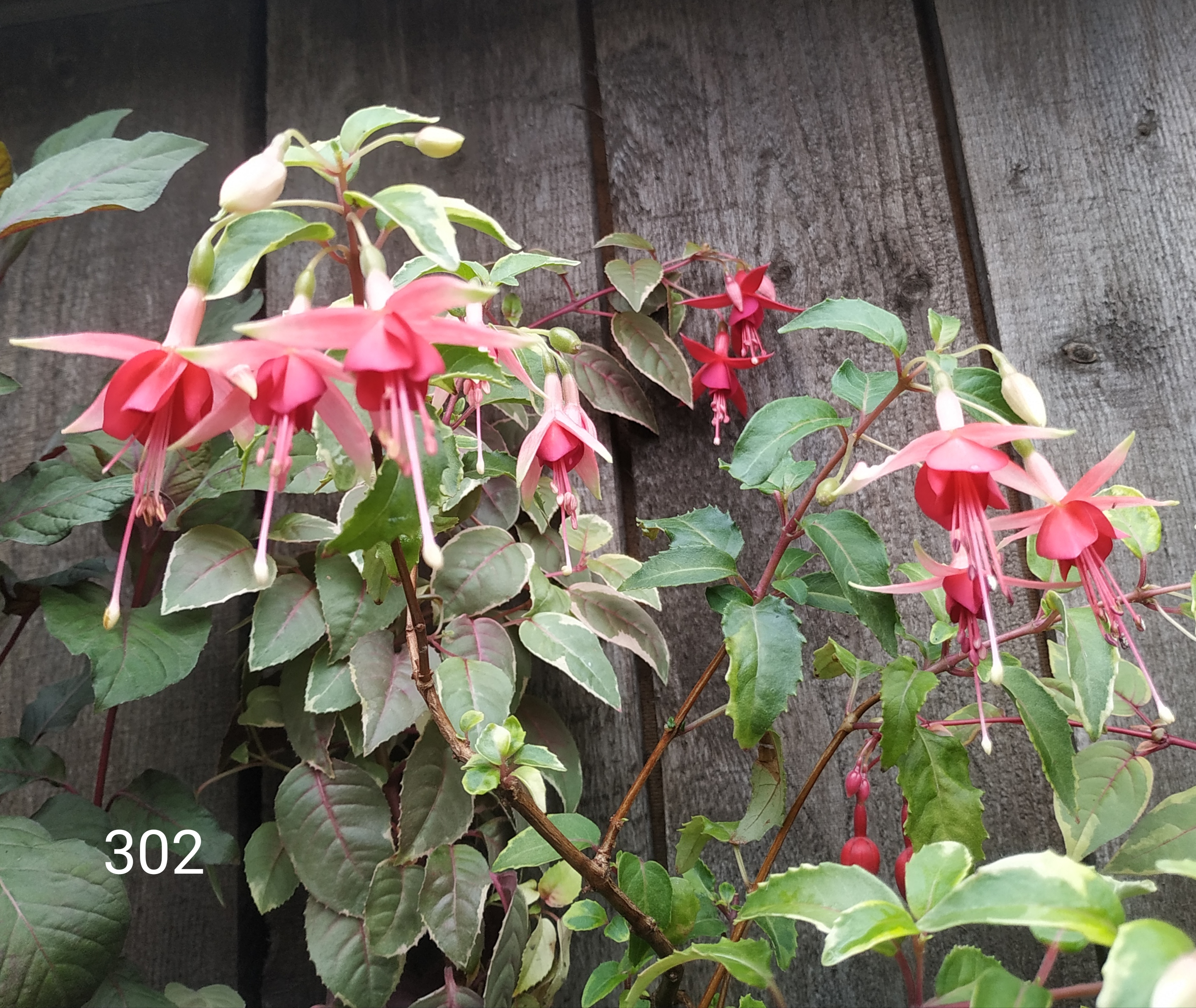 Golden Vergeer (302)