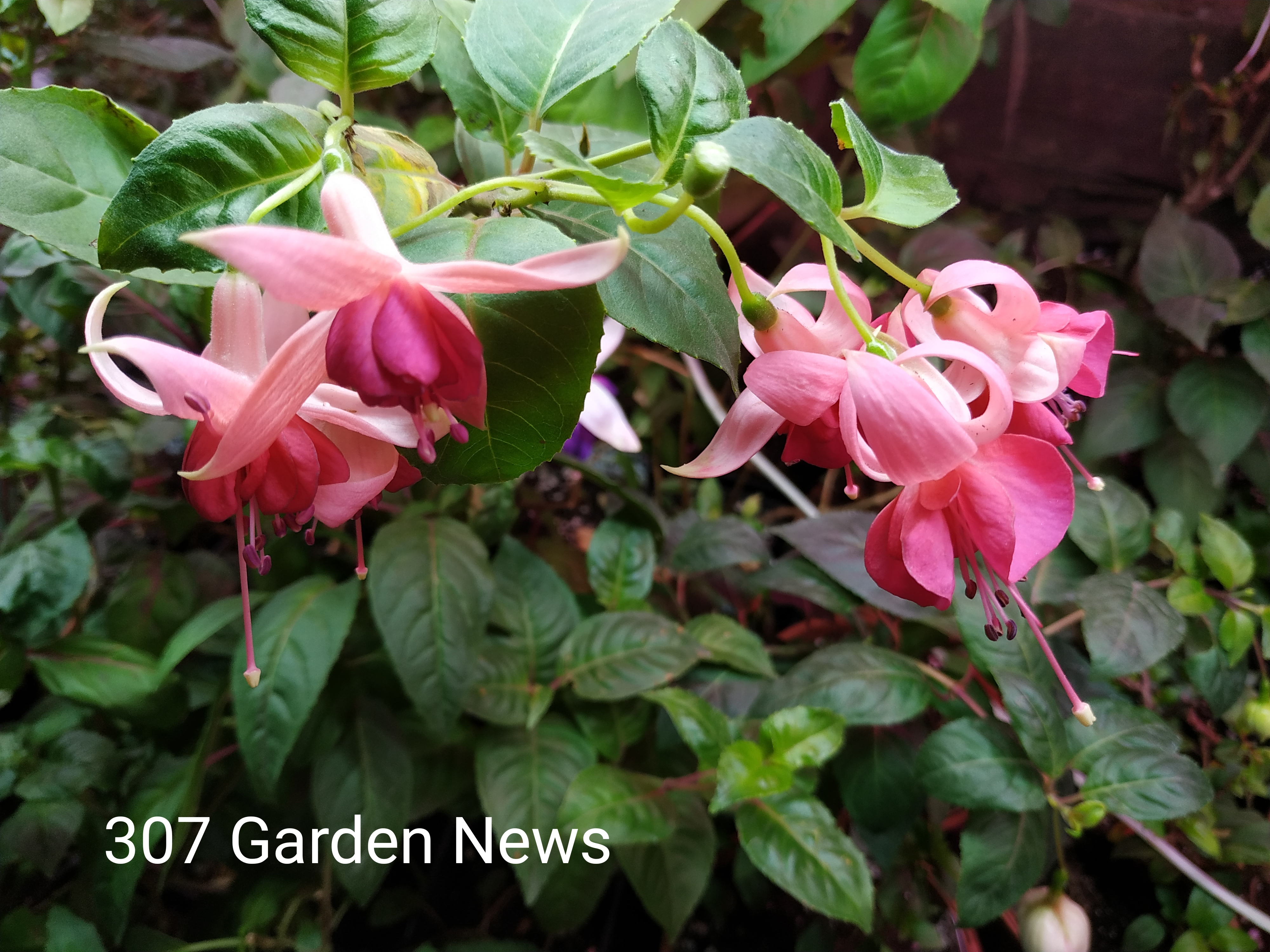 Garden News  (307)