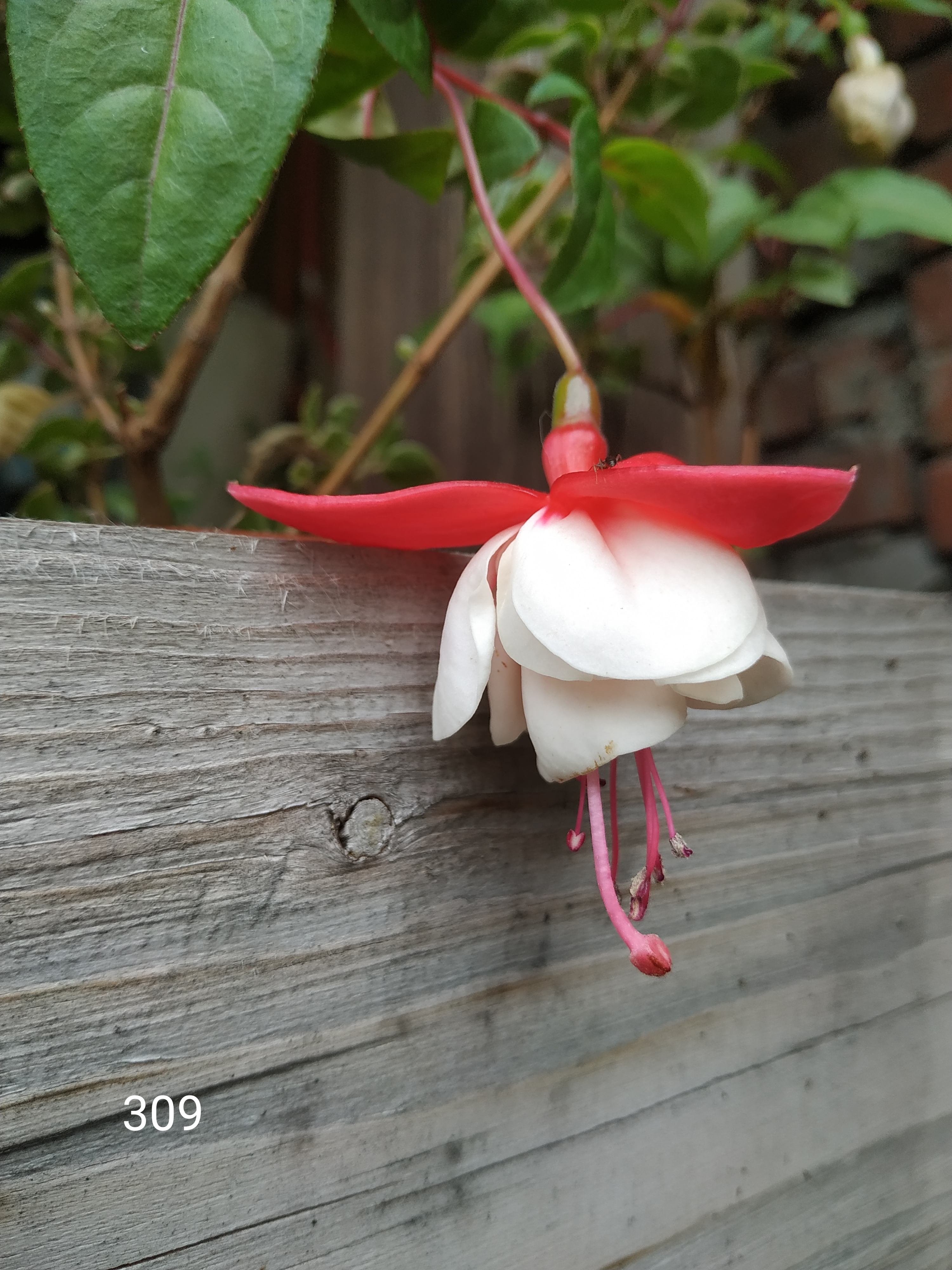 Sir Matt Busby (309)