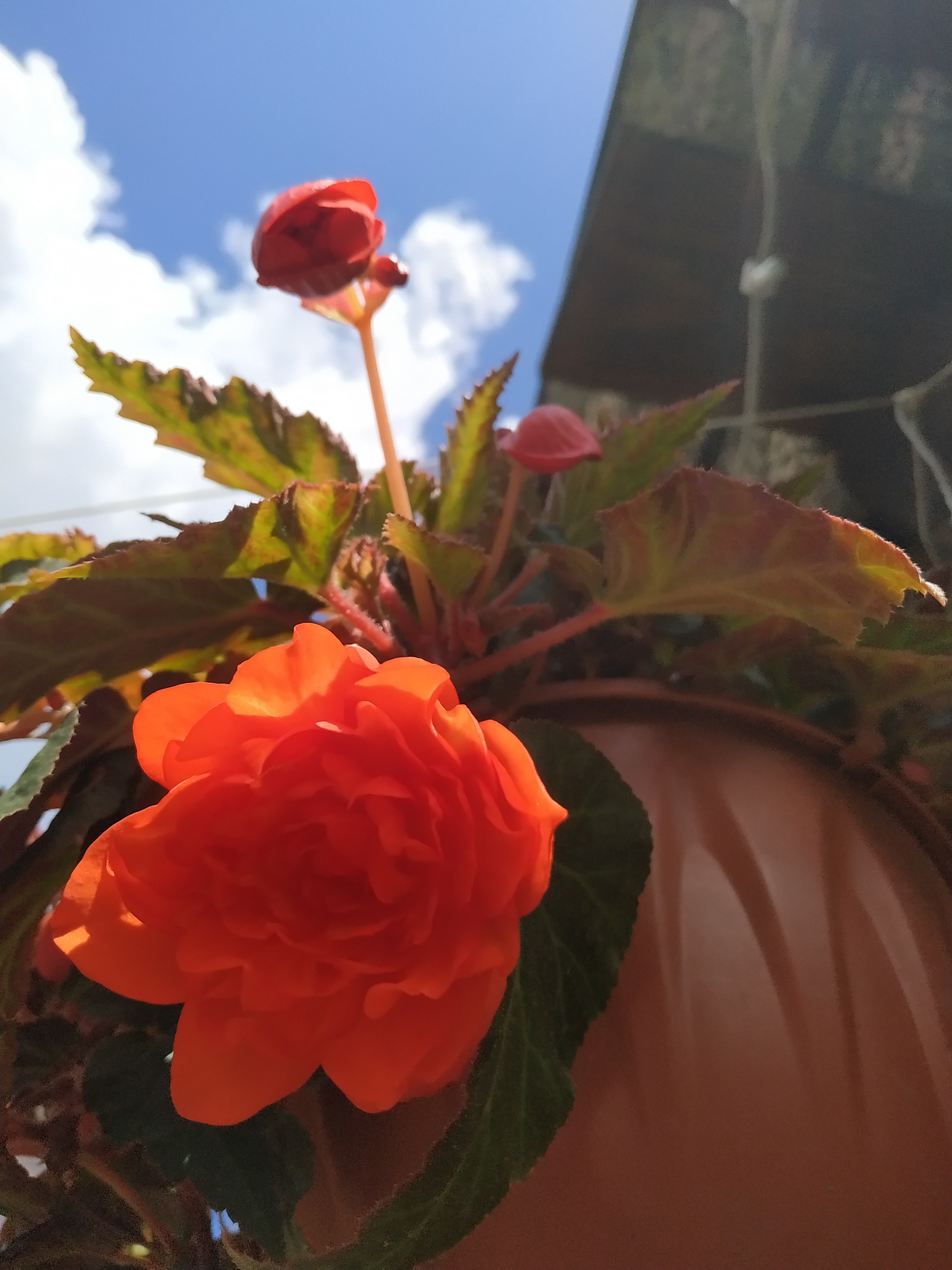 Belina Orange