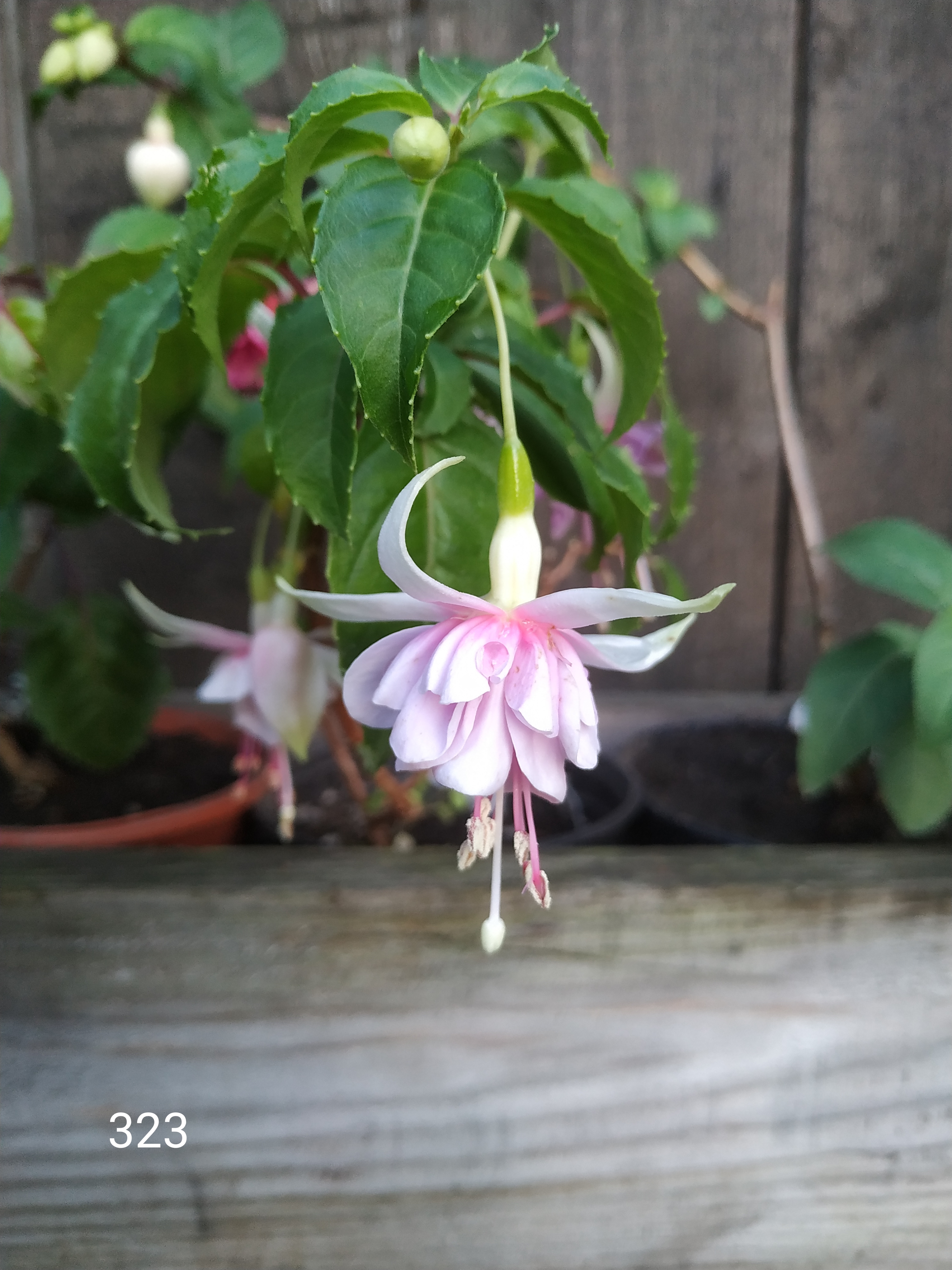 Marleen`s Toika (323)