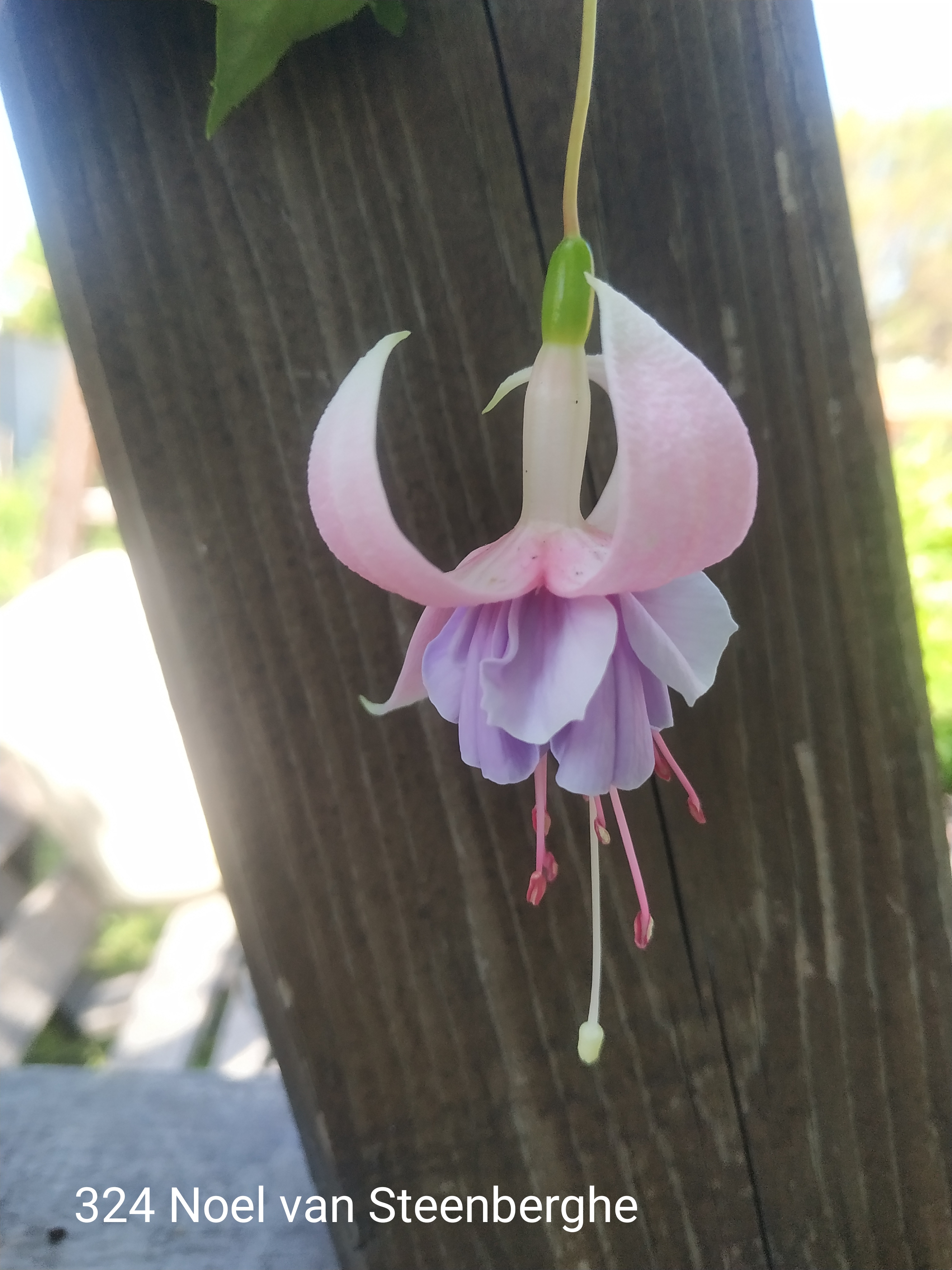 Noel van Steenberghe (324)