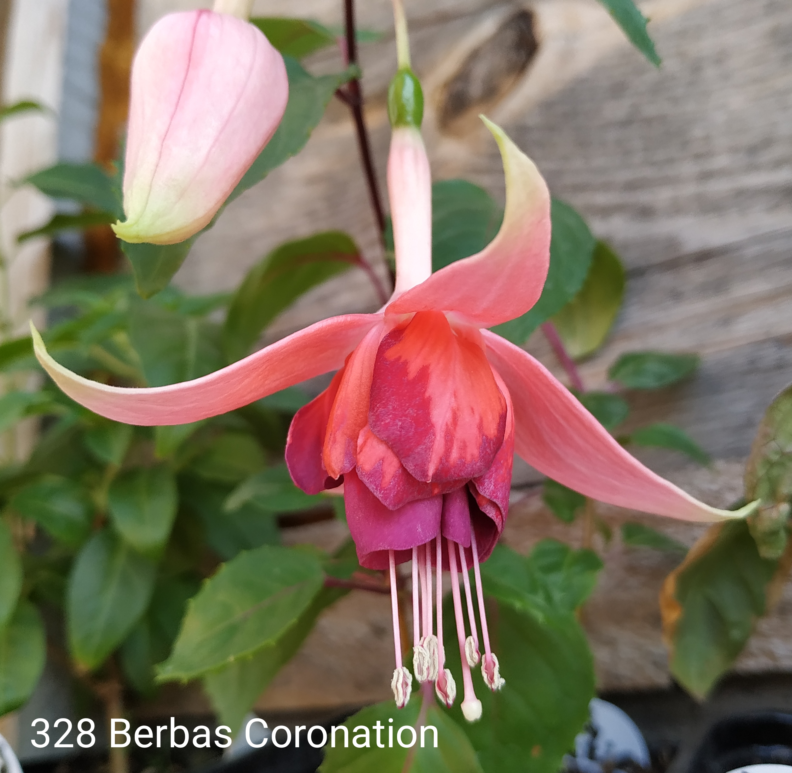 Berba s Coronation (328)