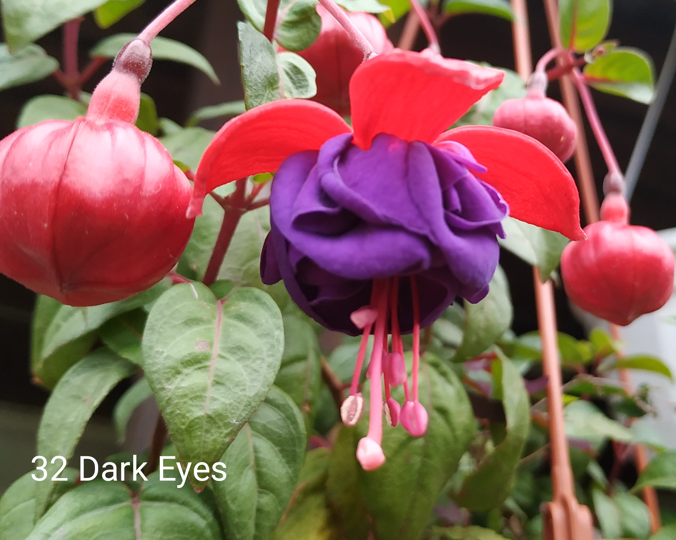 Dark Eyes