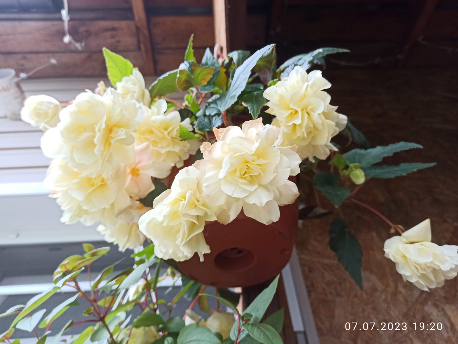 Belina Vanilla