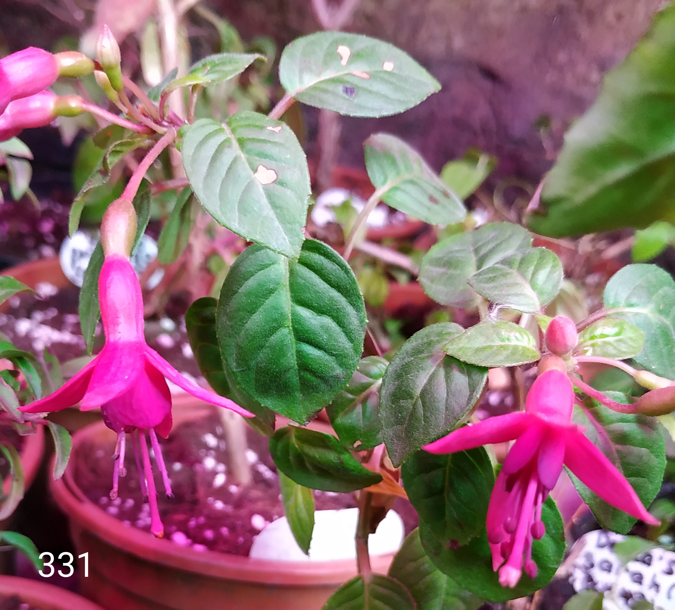 Jaspers Jeroen (331)