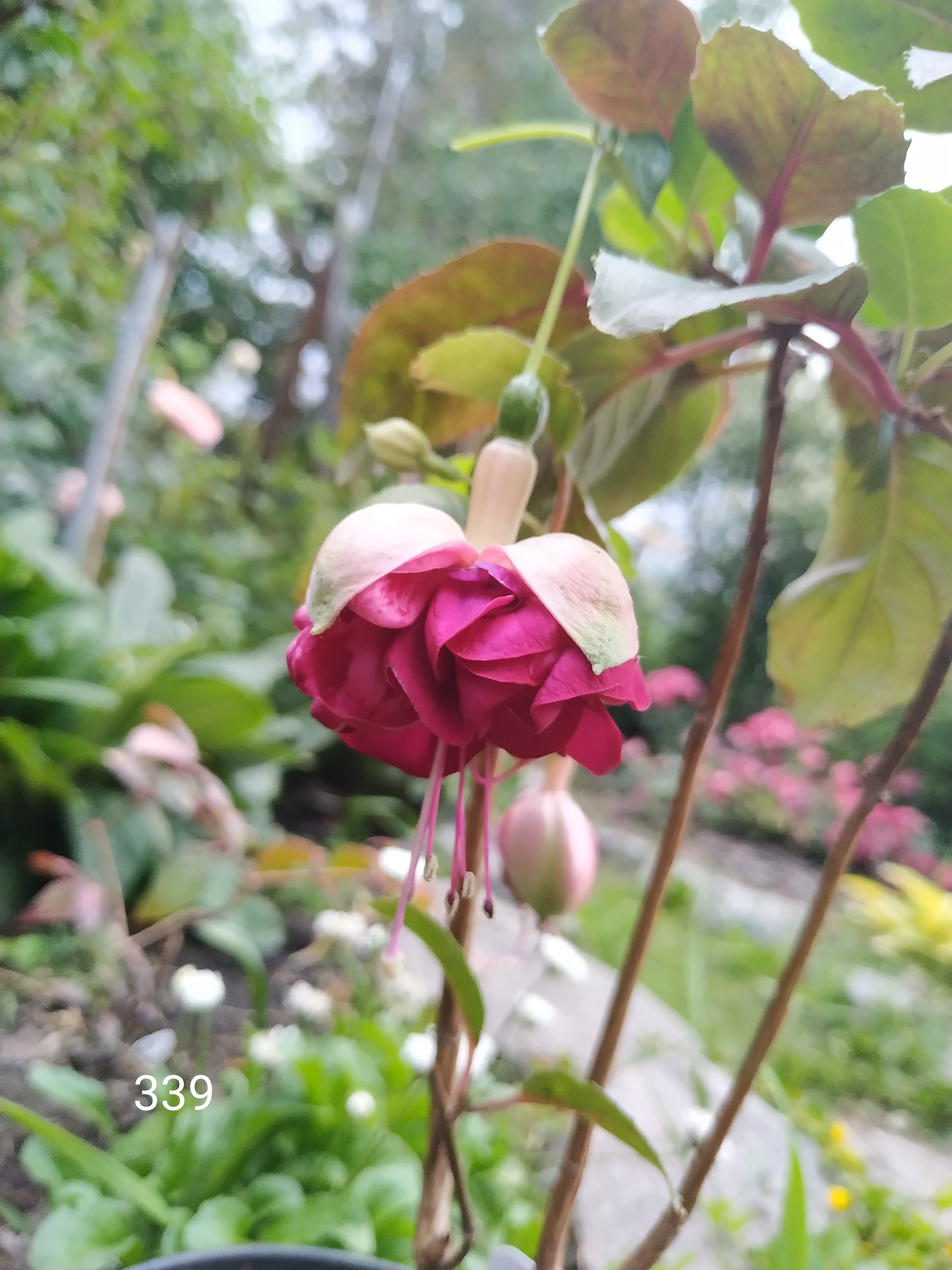 Lauren Christina (339)