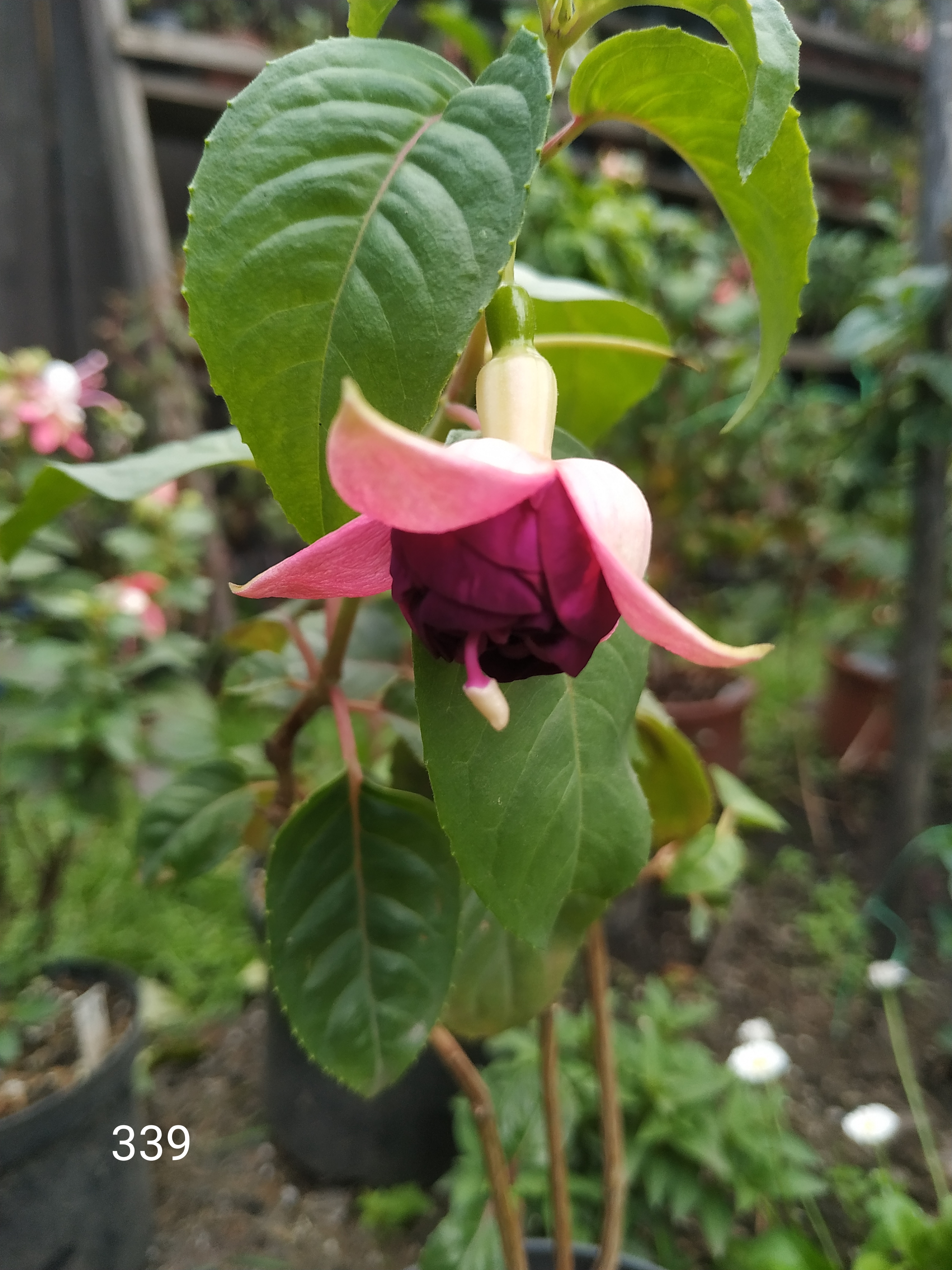 Lauren Christina (339)