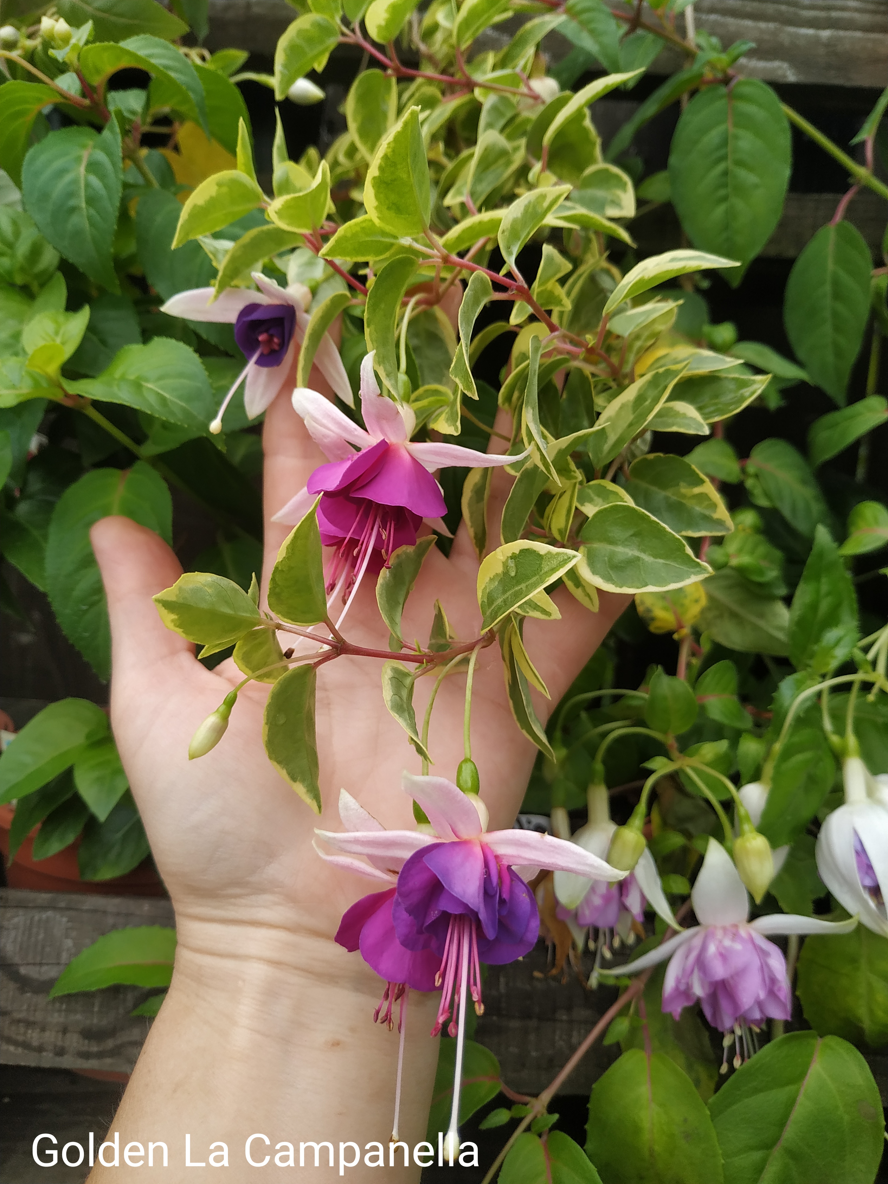 Golden La Campanella (349)