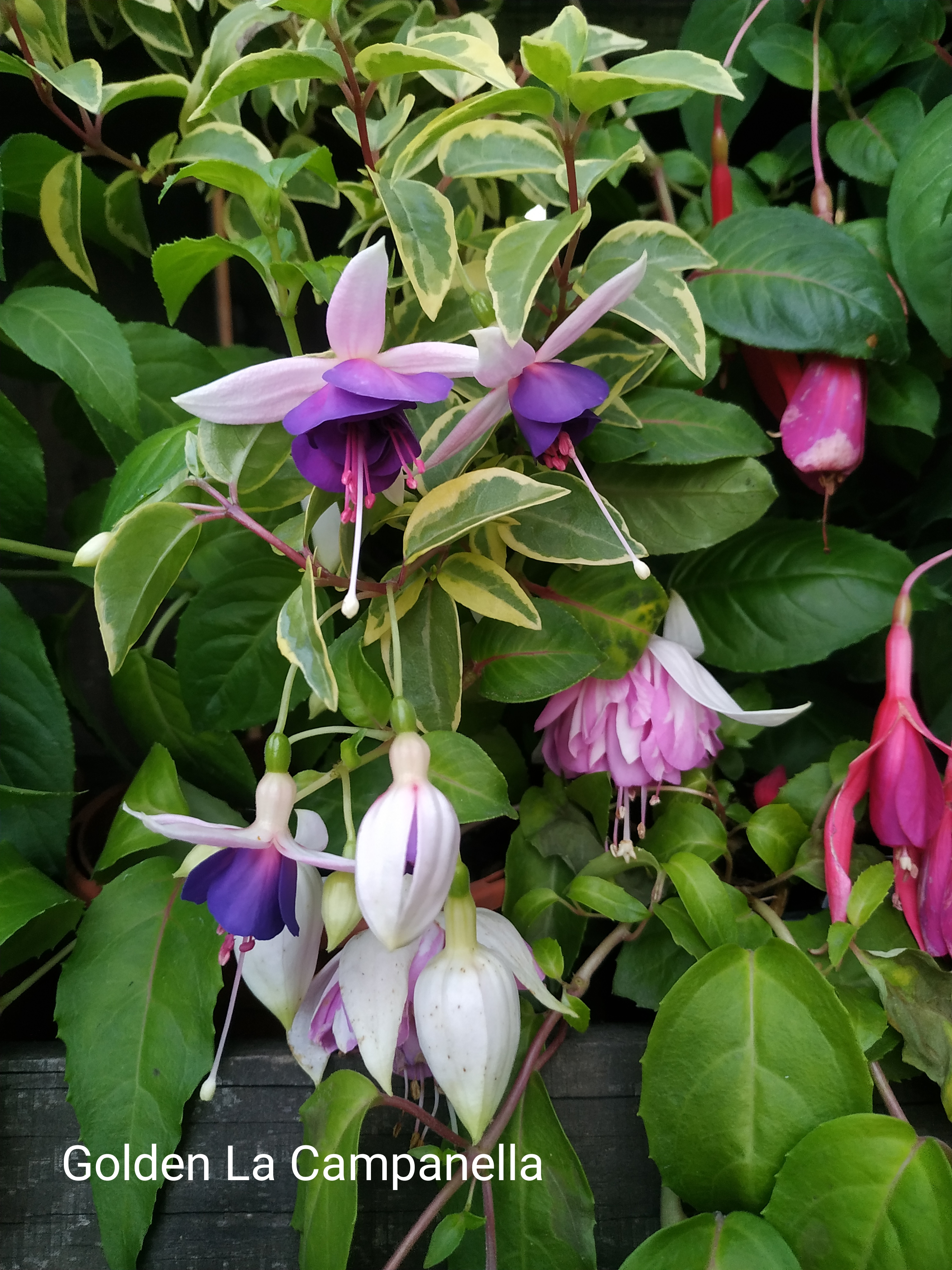 Golden La Campanella (349)