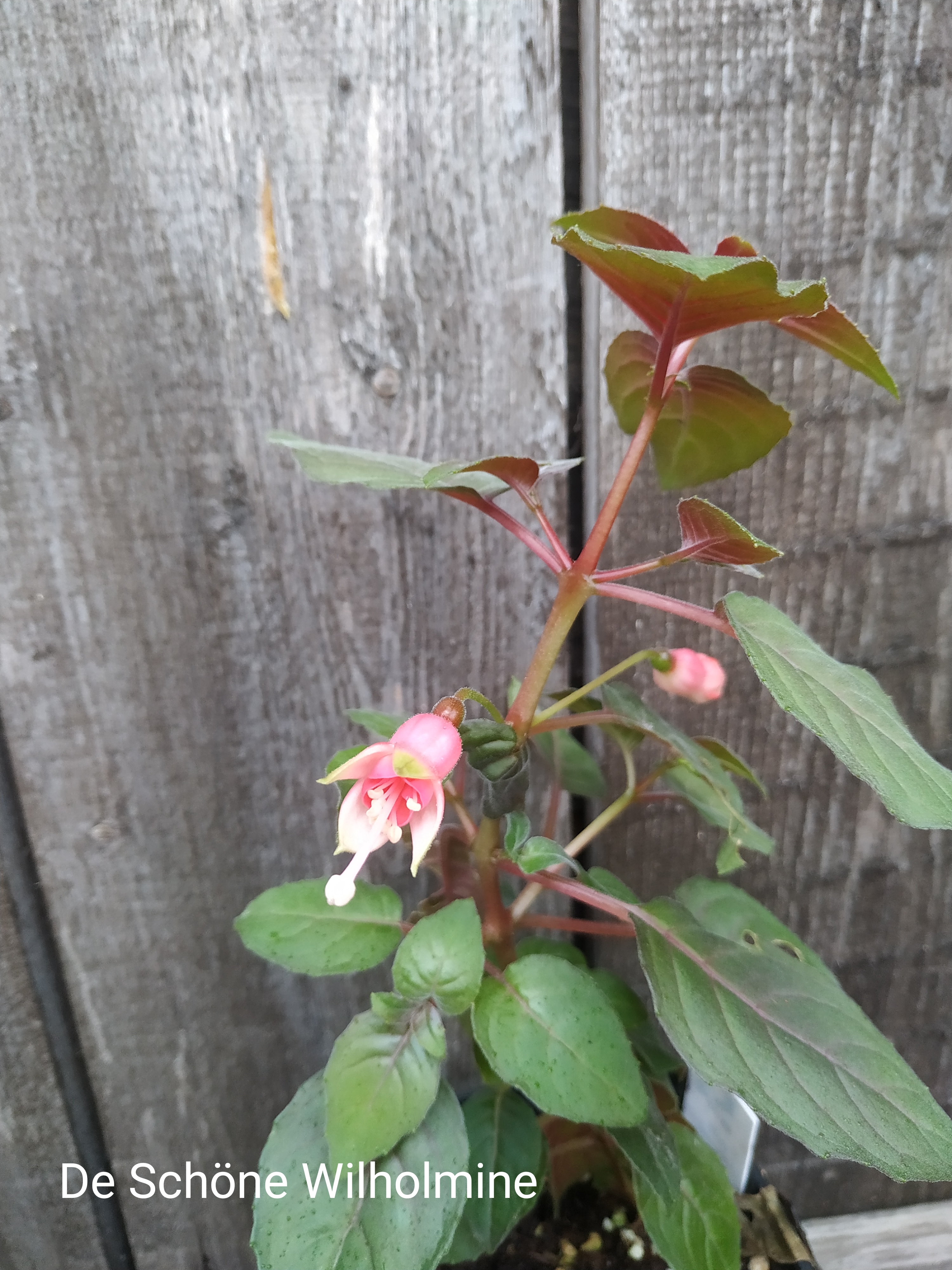 Die Schöne Wilhelmine (355)