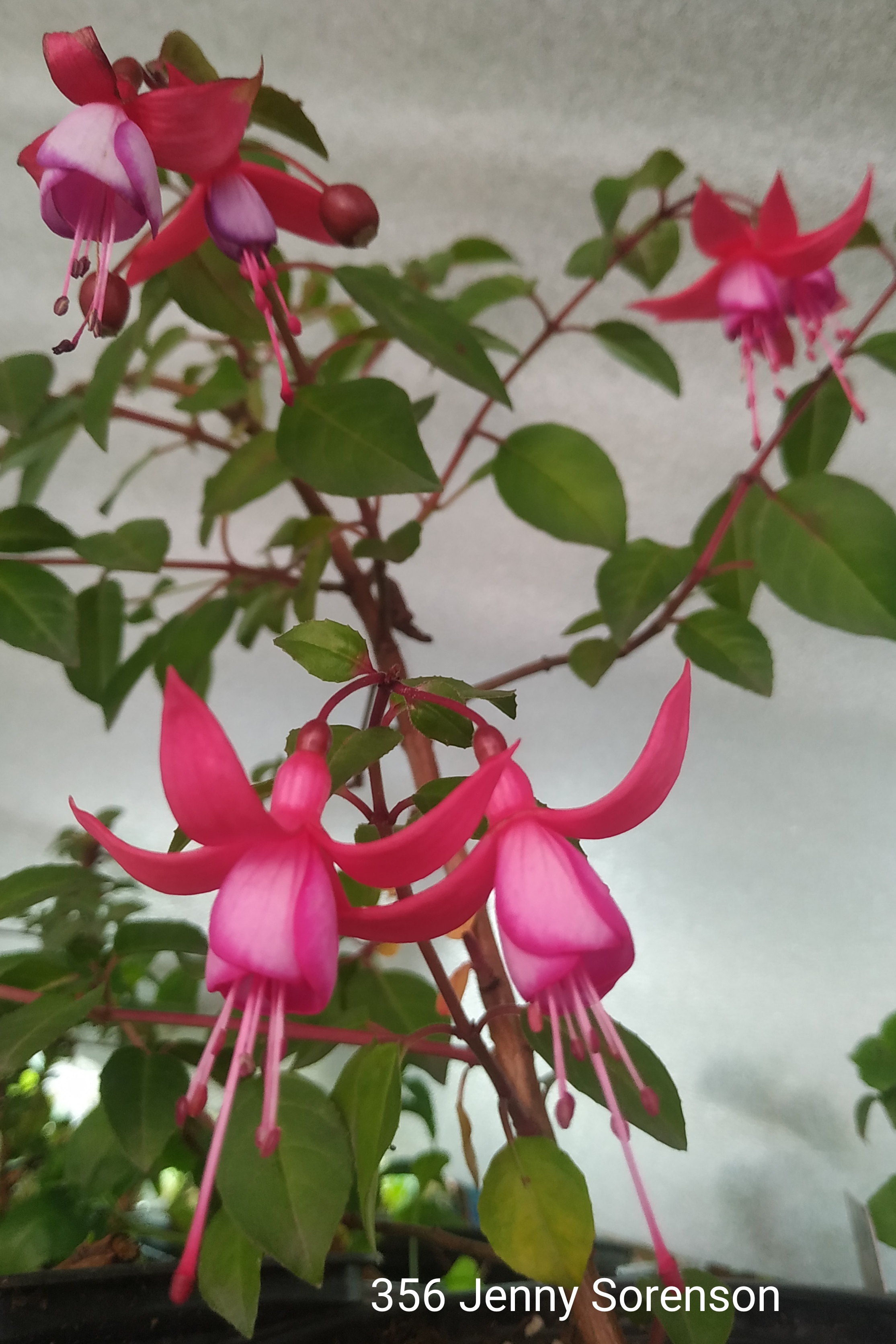 Jenny Sorensen (356)