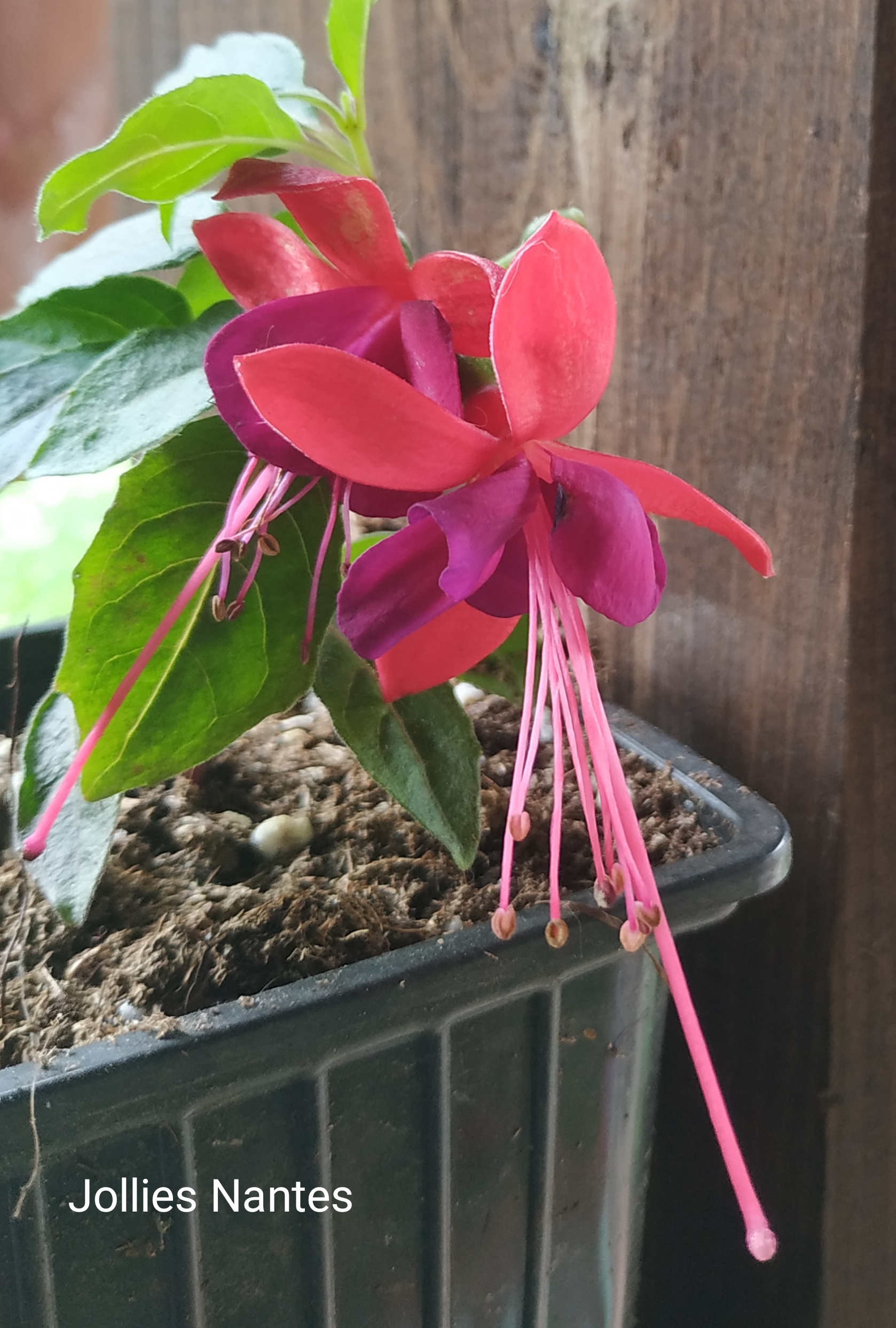 Jollies Nantes (358)