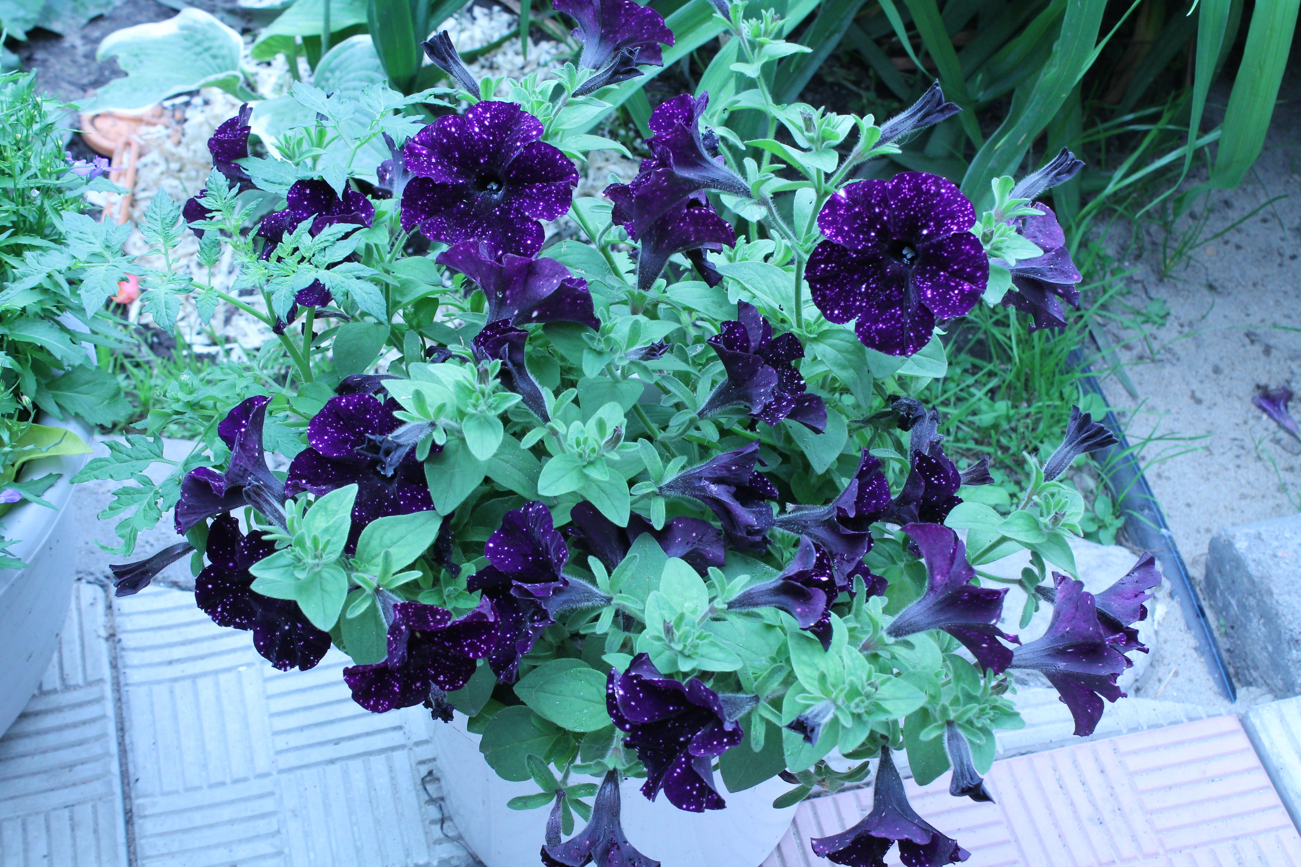 35. Bonnie Mystery Sky