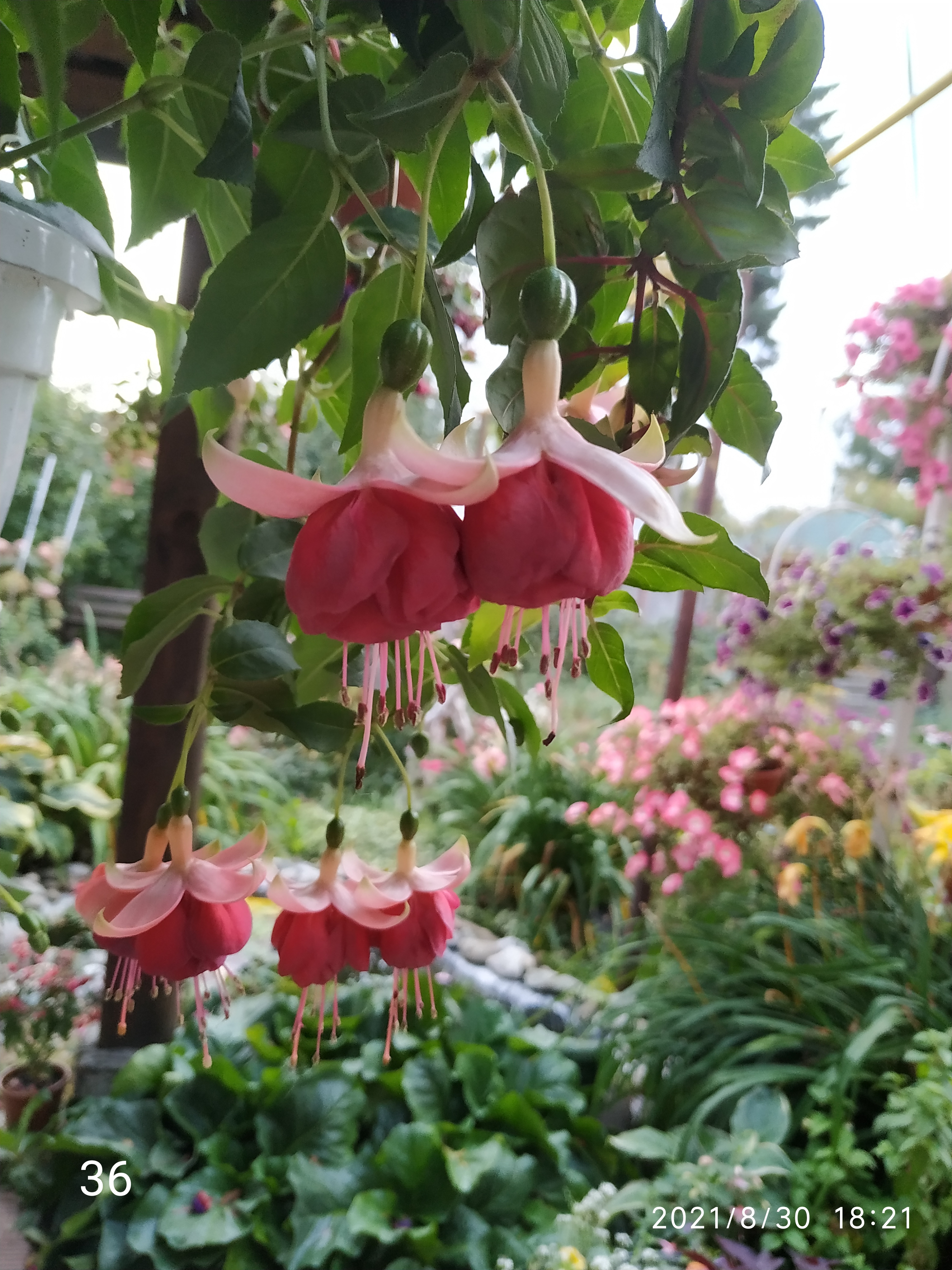 LONDON 2012 O.S. (36)