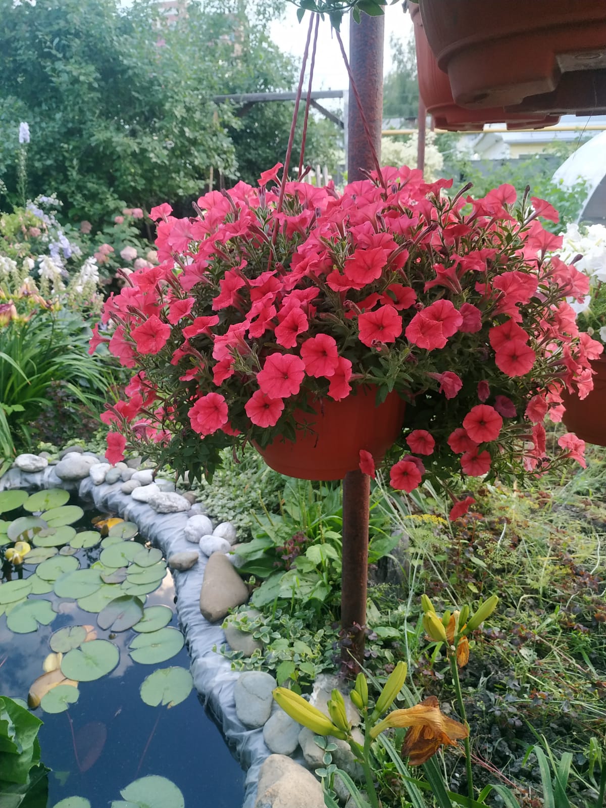 Петуния Mini Vista Coral (36)