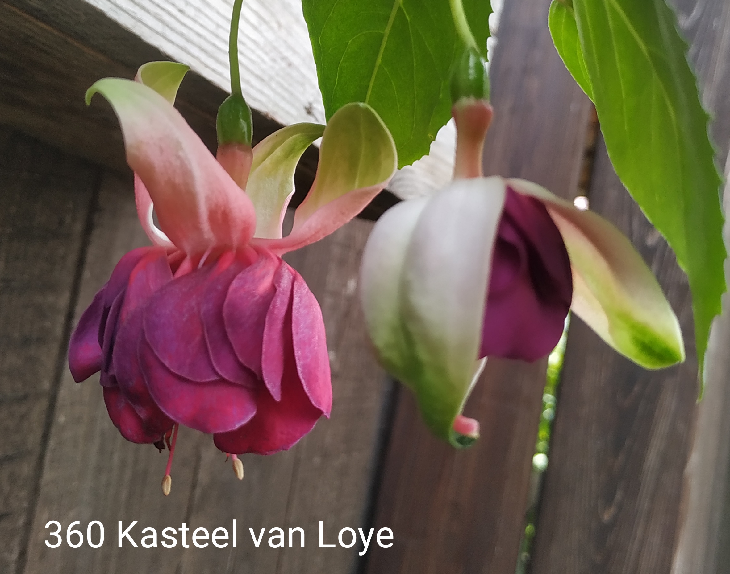 Kasteel van Loye (360)