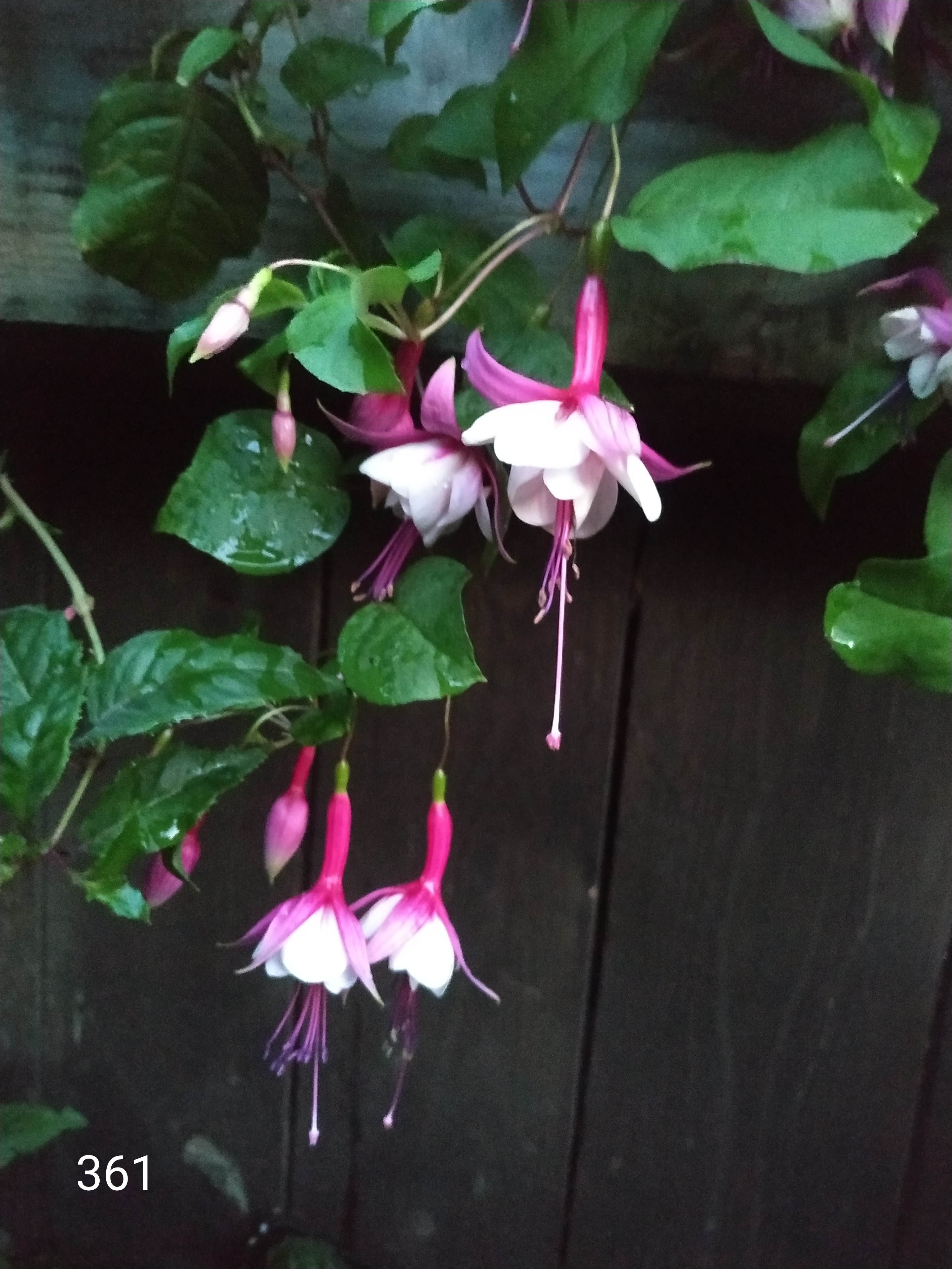 Herman de Graaff (361)