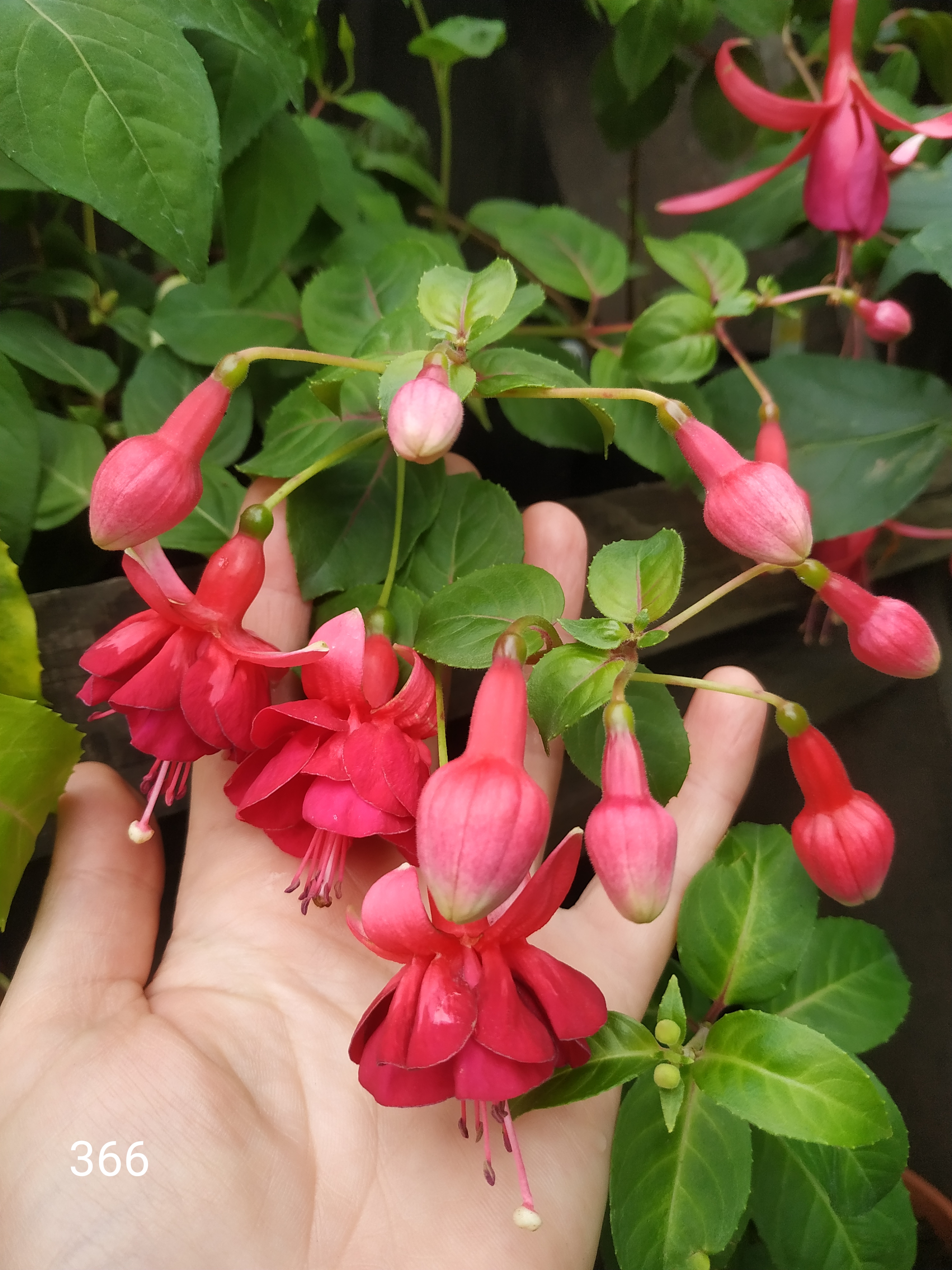 Marcel Michiels (366)