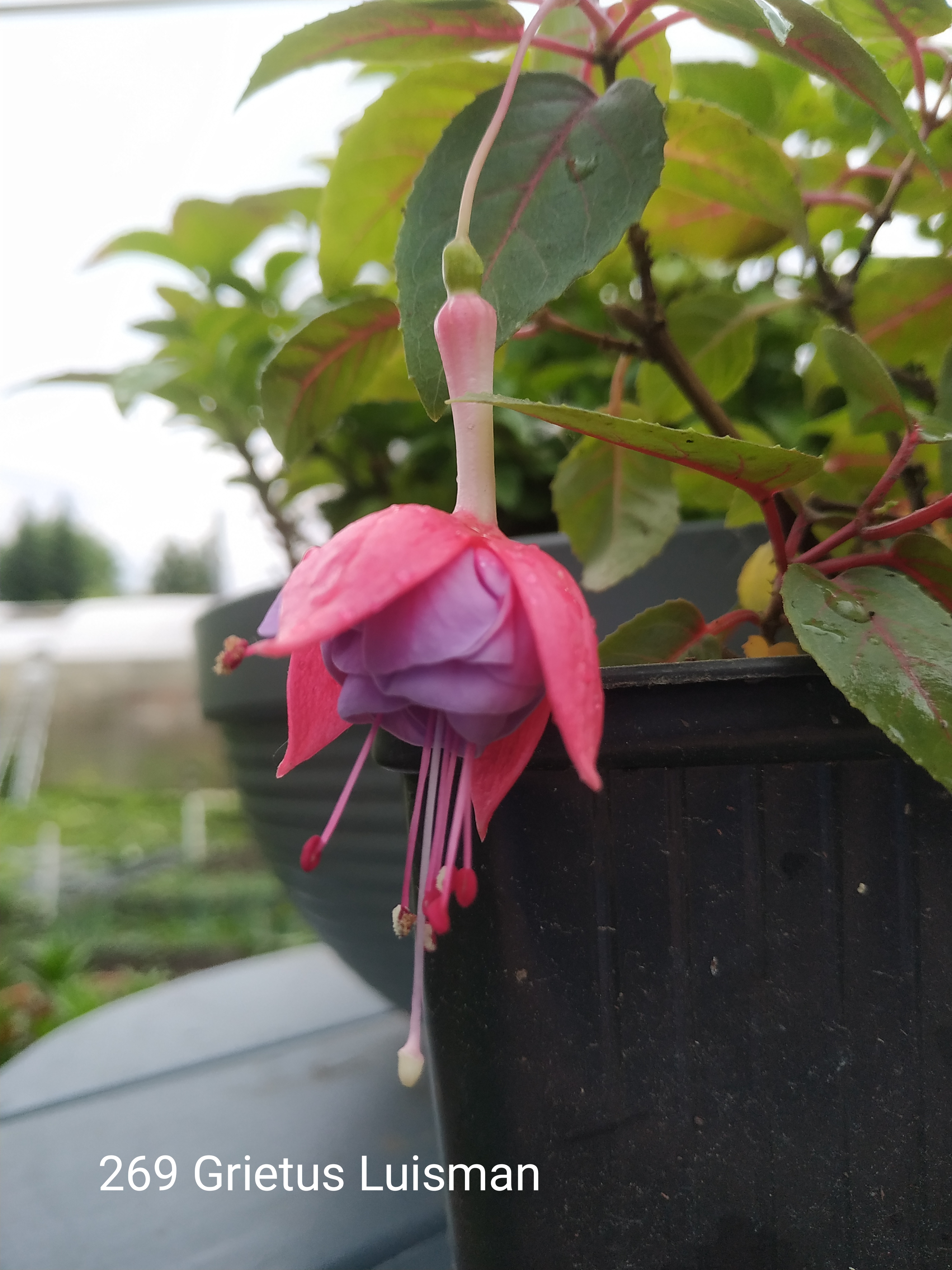 Herps Clavecimbel (369)