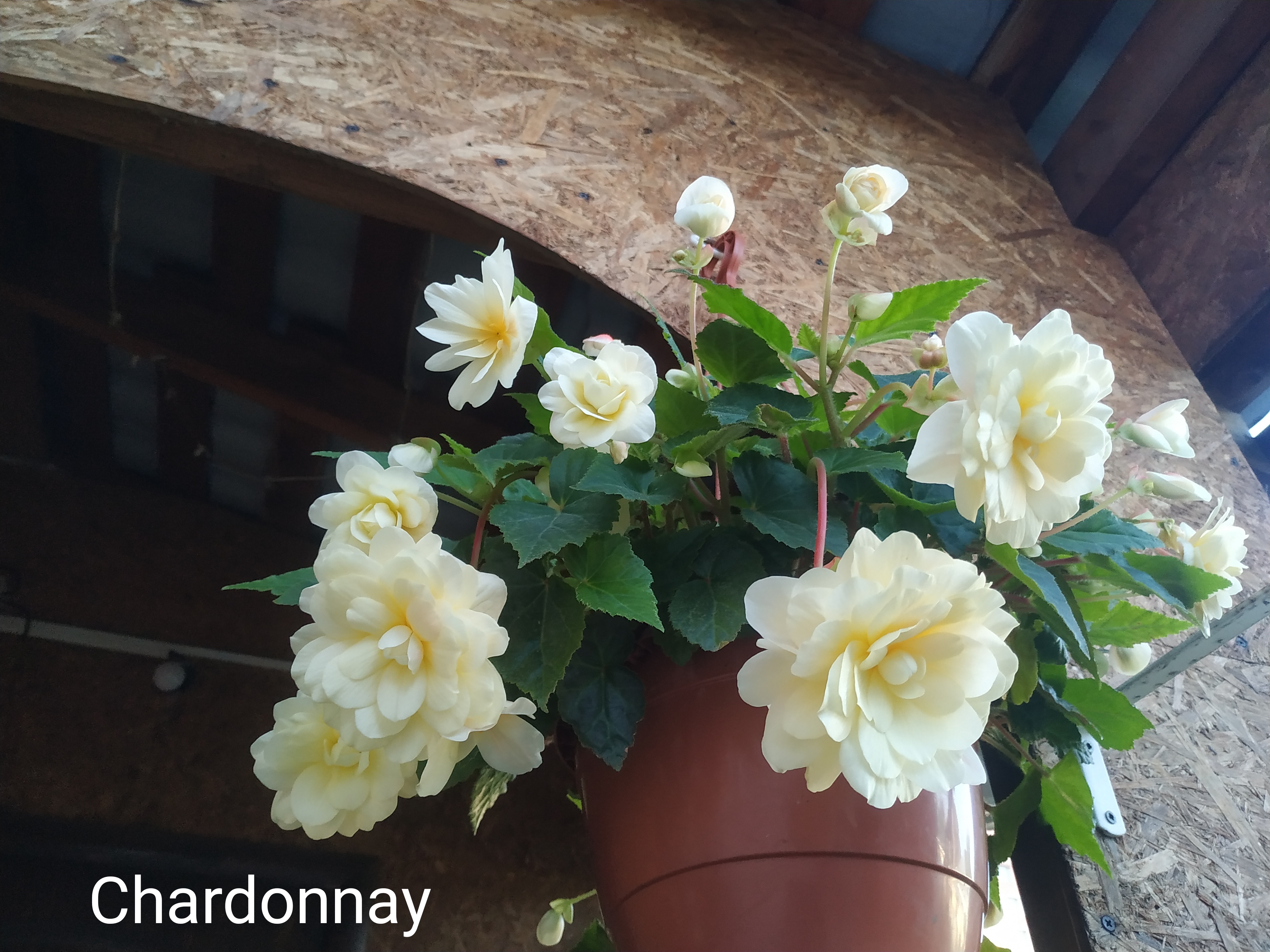 Belleconia Chardonnay