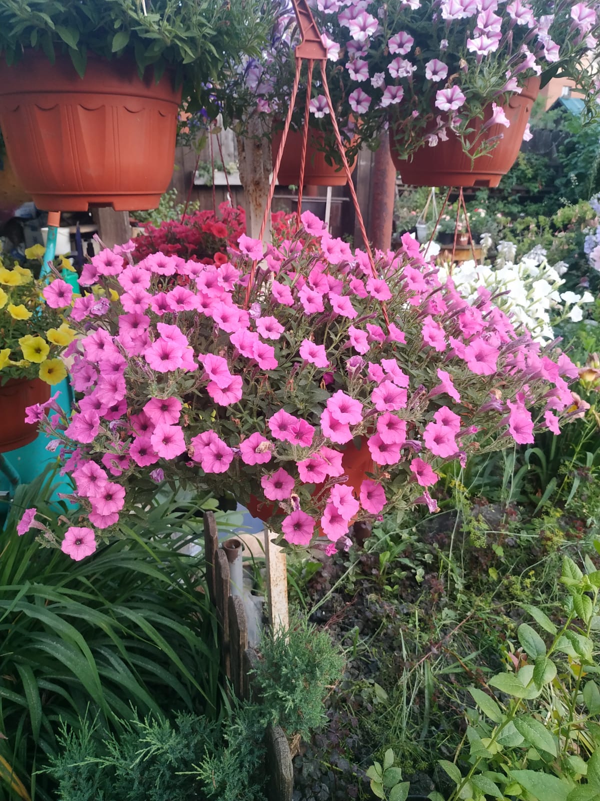 Петуния Petunia Mini Vista Hot Pink (37)