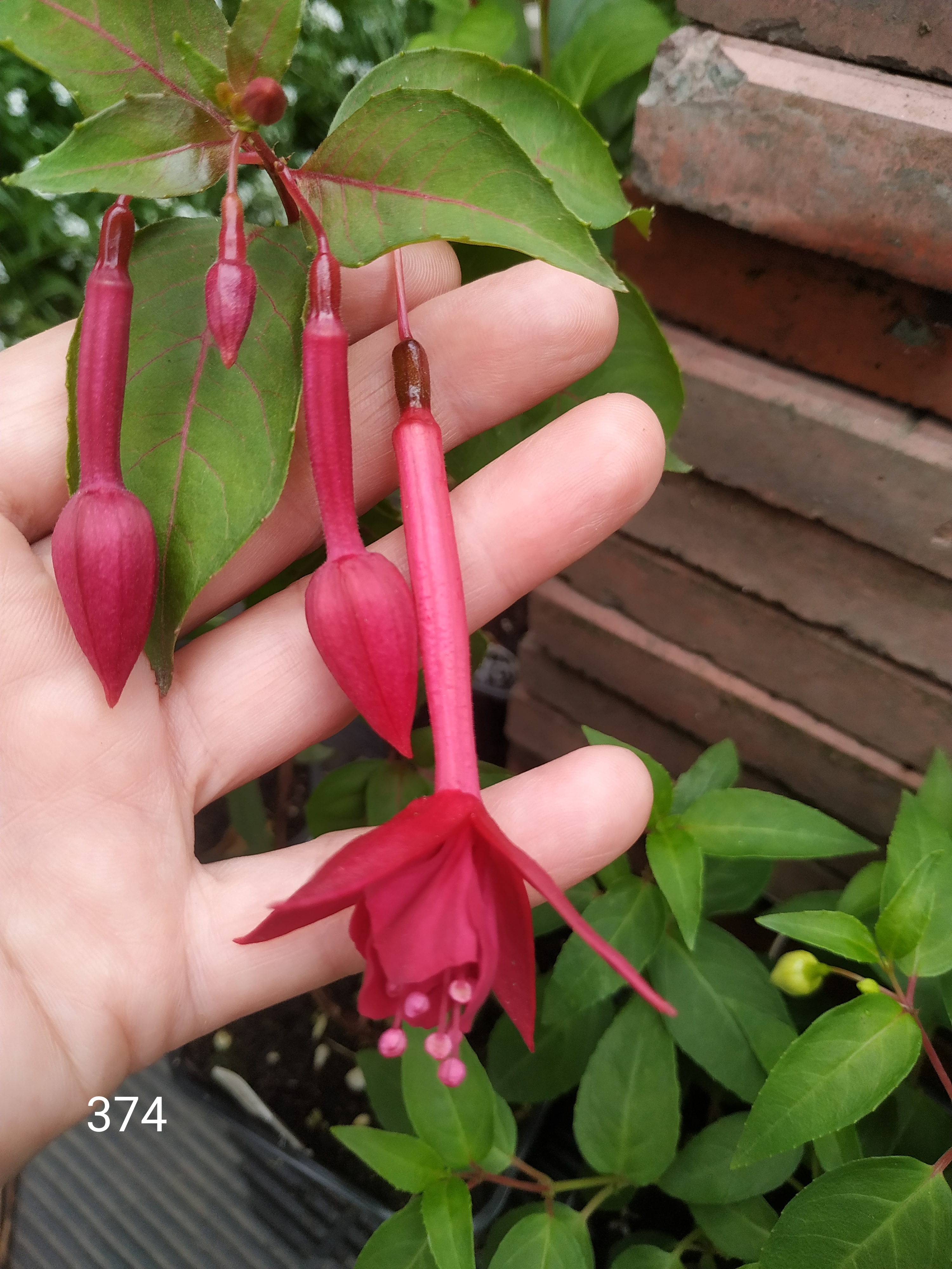 Jaspers Purple Pipes (374)