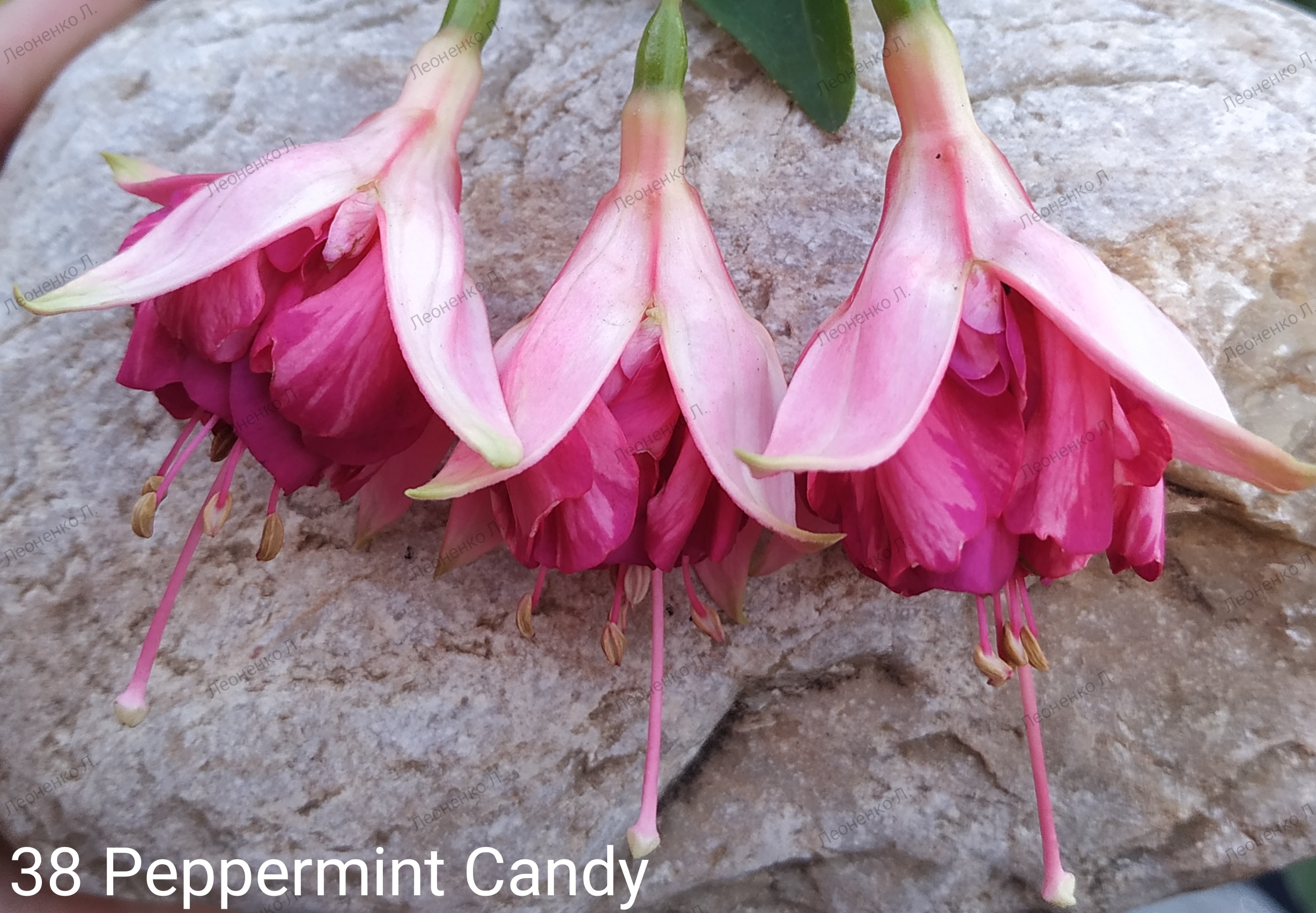 Peppermint Candy (38)