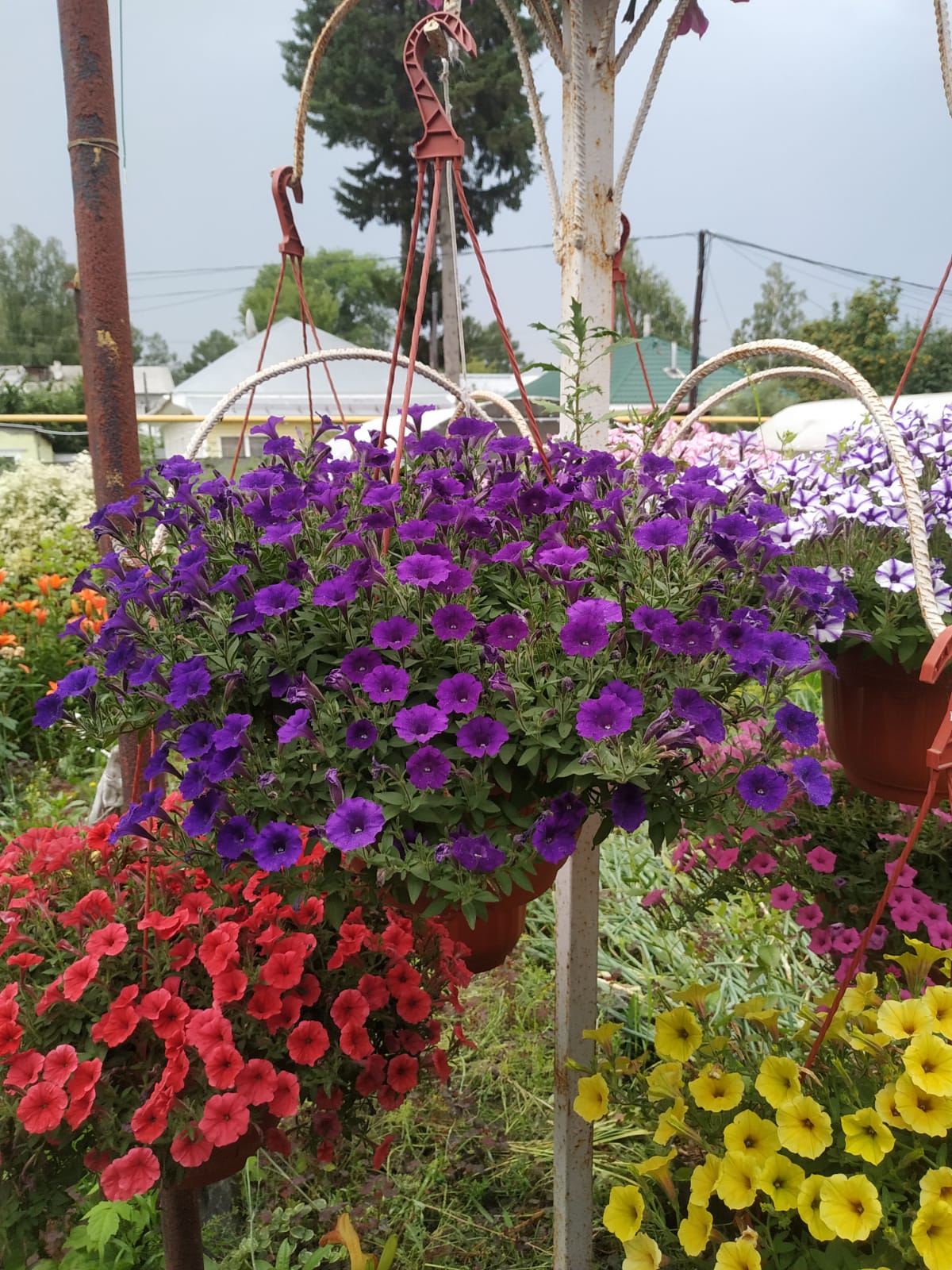 Петуния Petunia Mini Vista Violet (39)