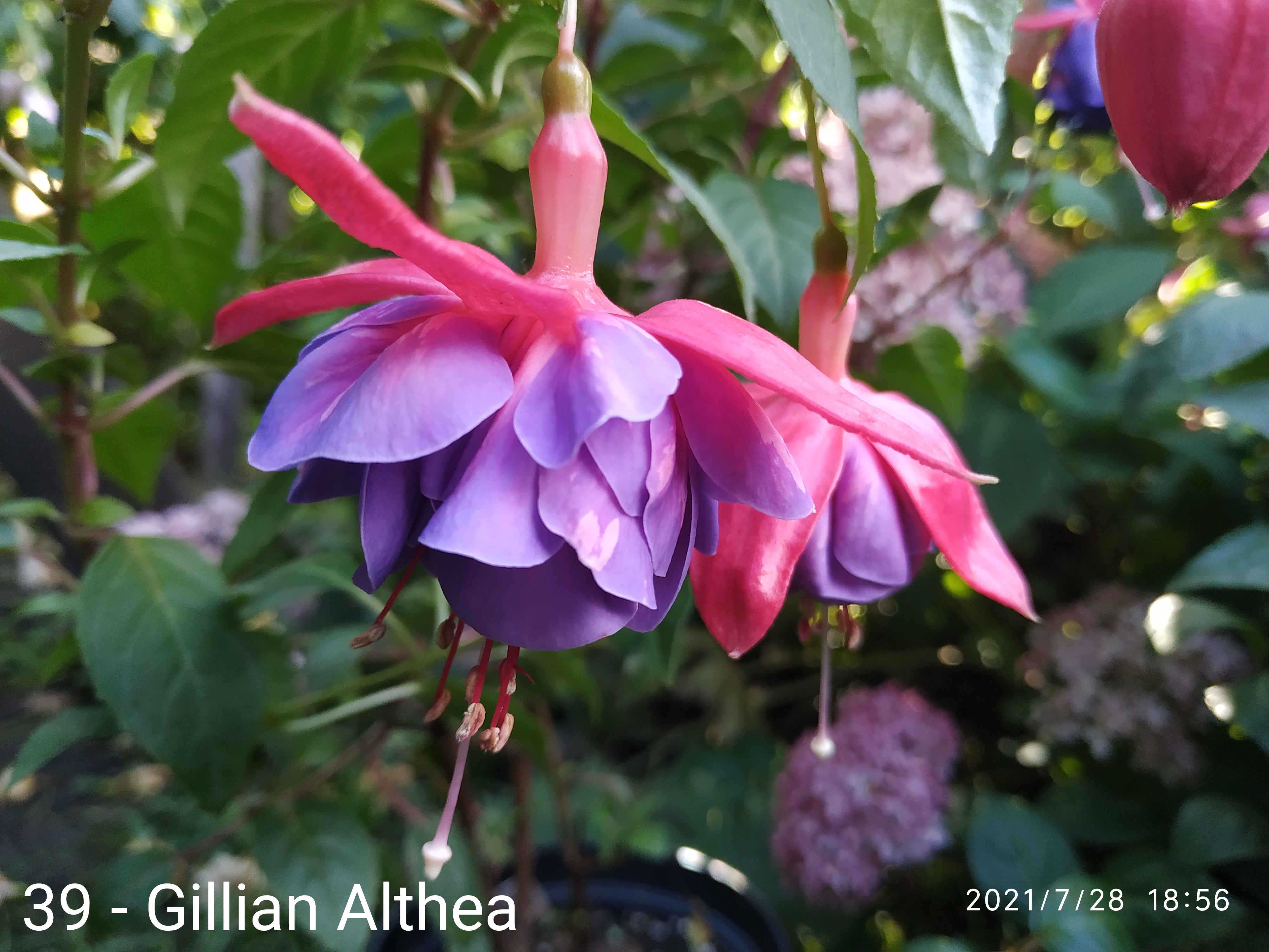Gillian Althea (39)