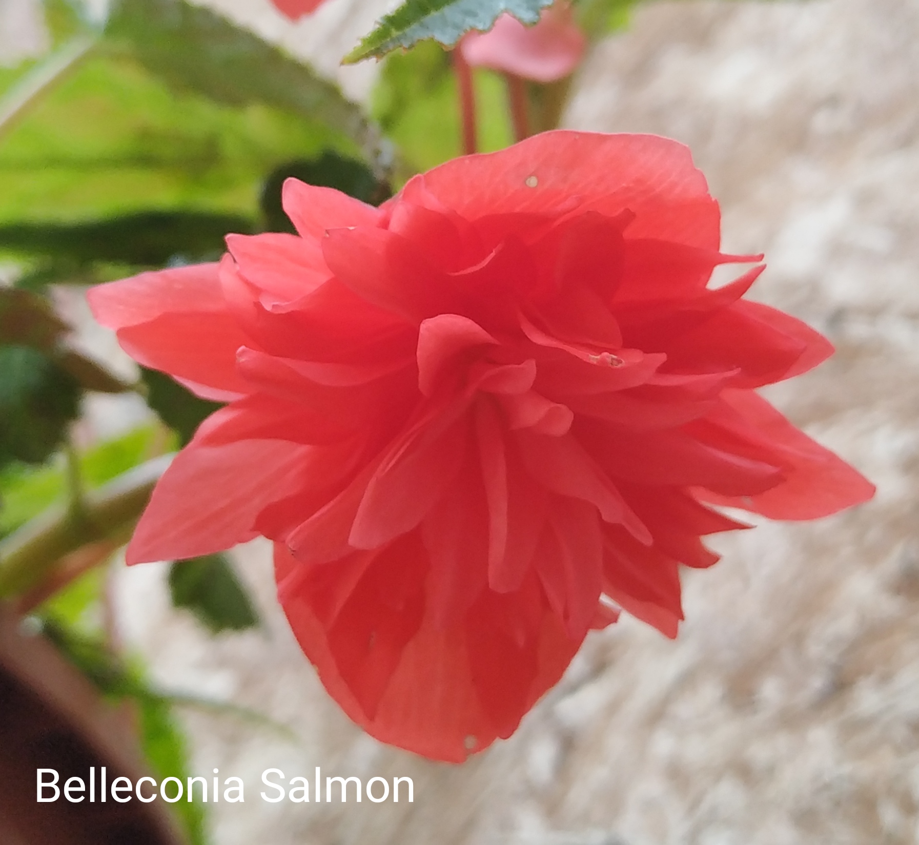 Belleconia Salmon (4)