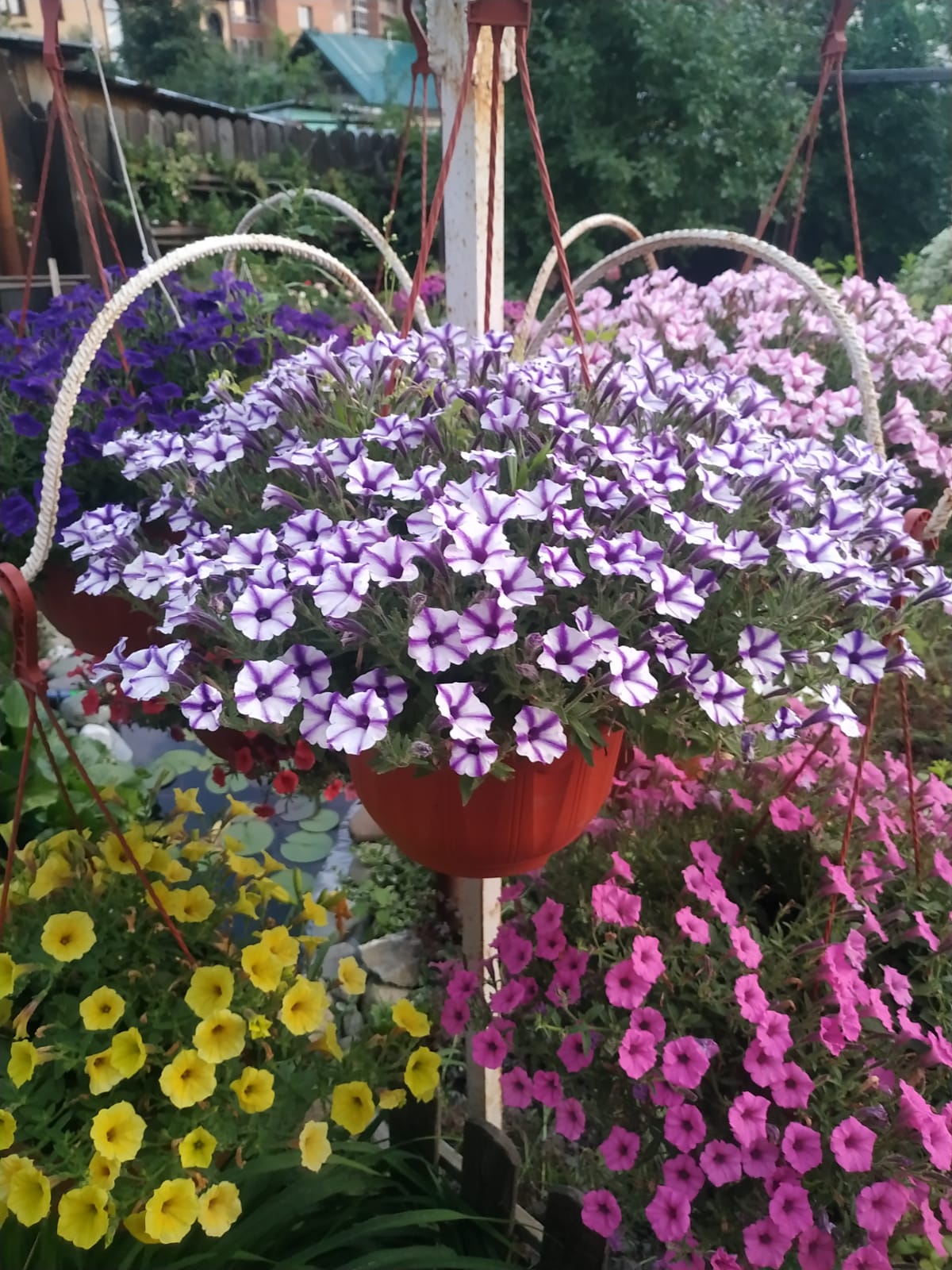 Петуния Petunia Mini Vista Violet Star (40)