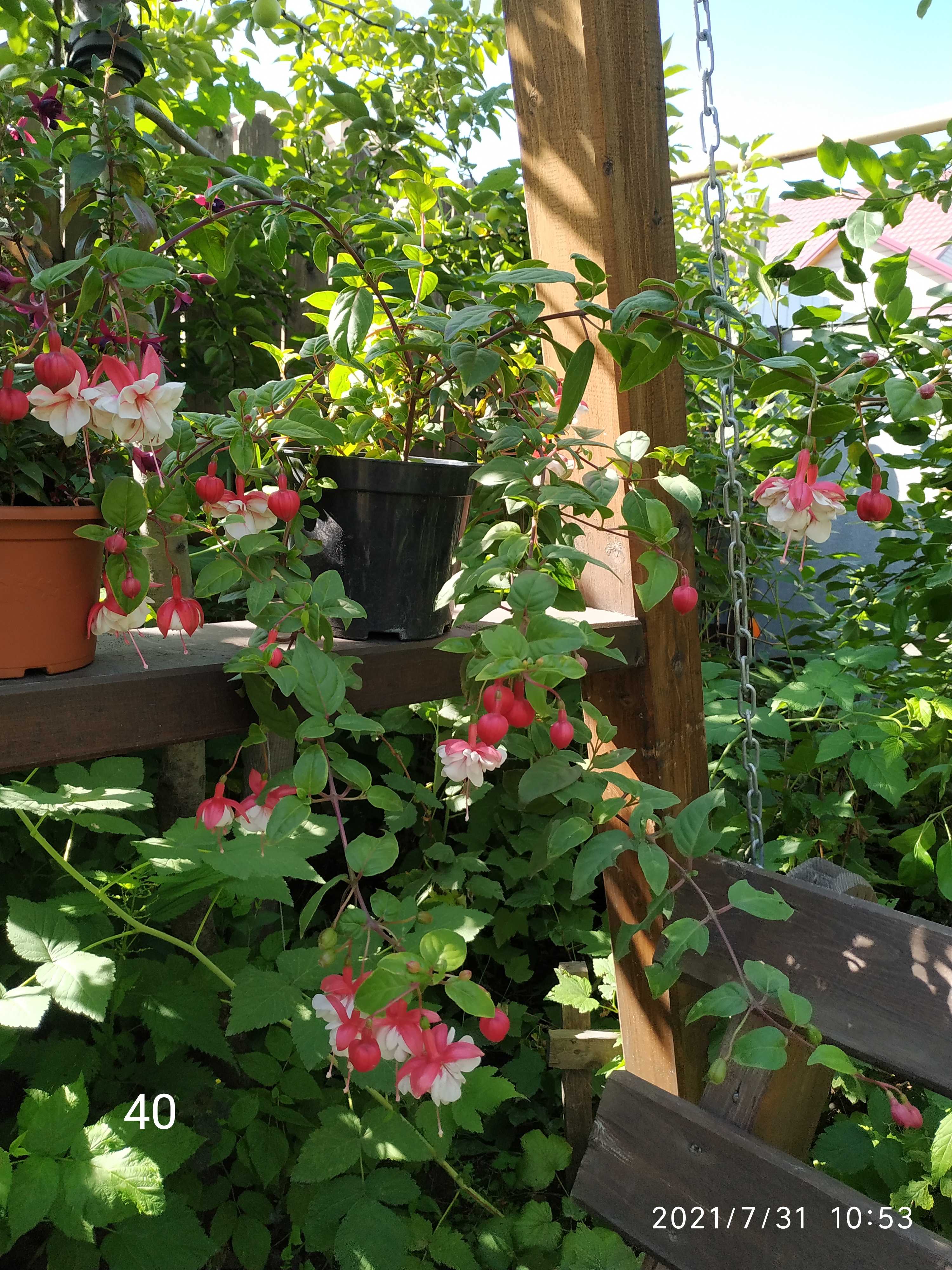 Golden Swingtime (40)